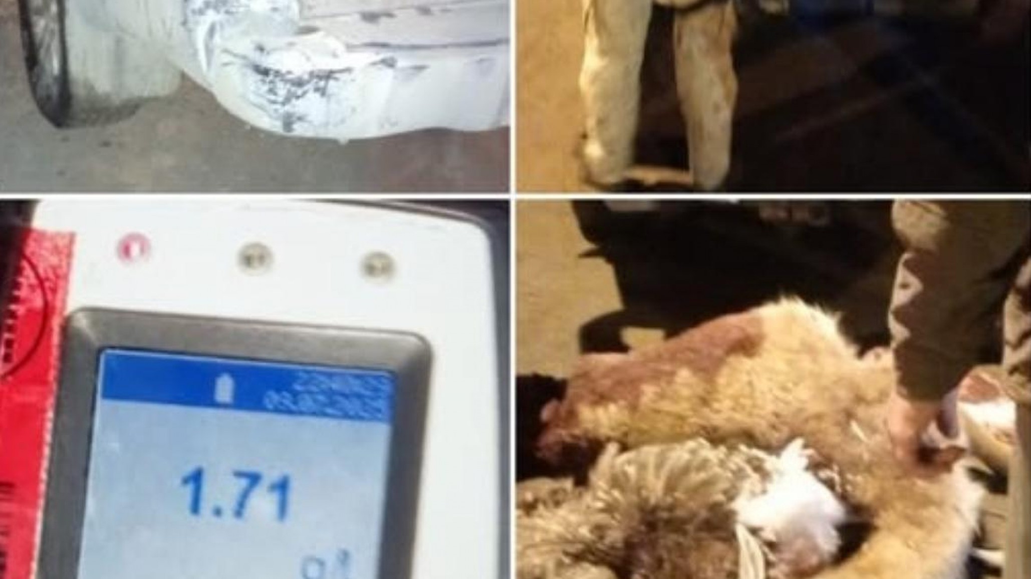 Chocó, dio positivo en alcoholemia y llevaba animales faenados y un rifle en la camioneta