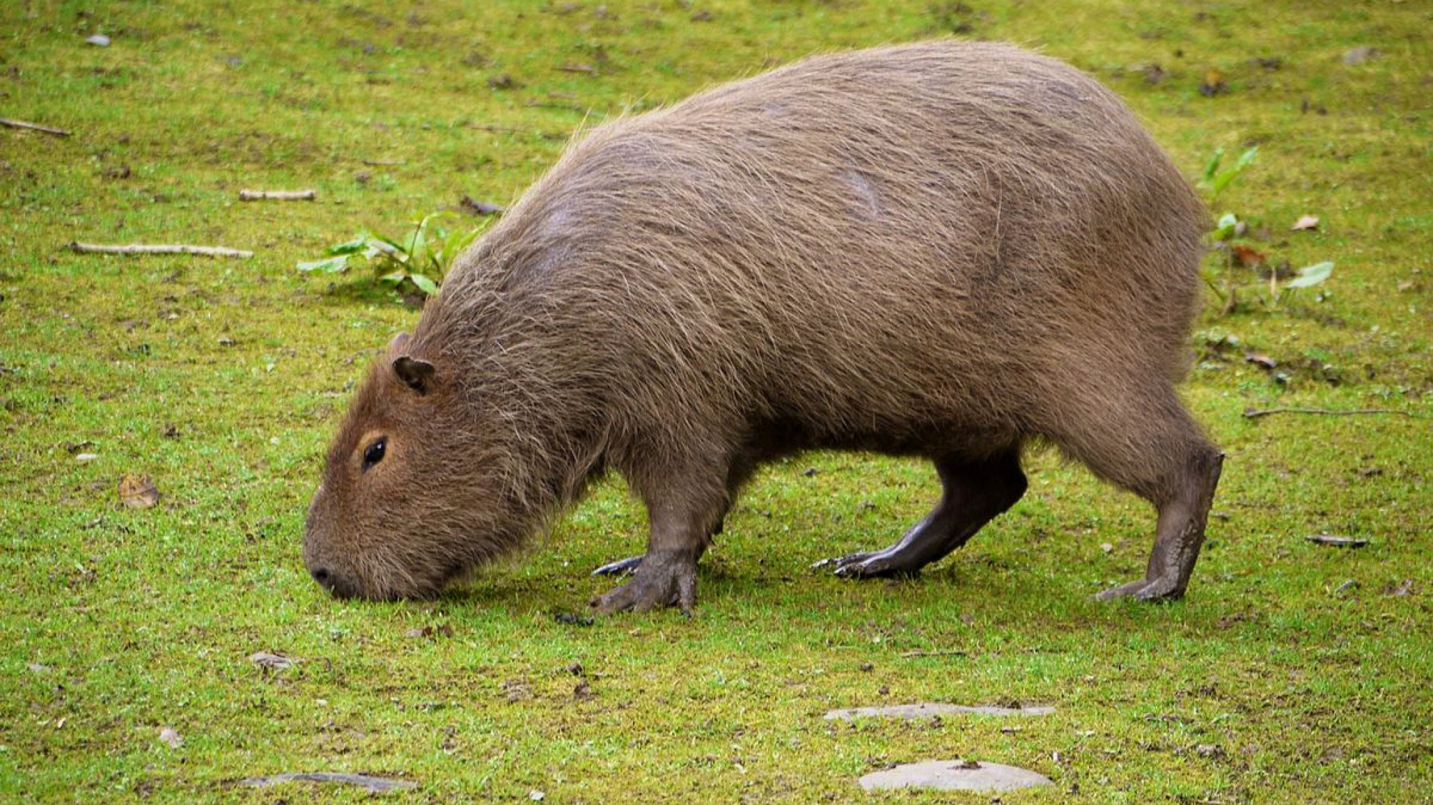 Detuvieron a un hombre que intentaba vender un carpincho por redes sociales