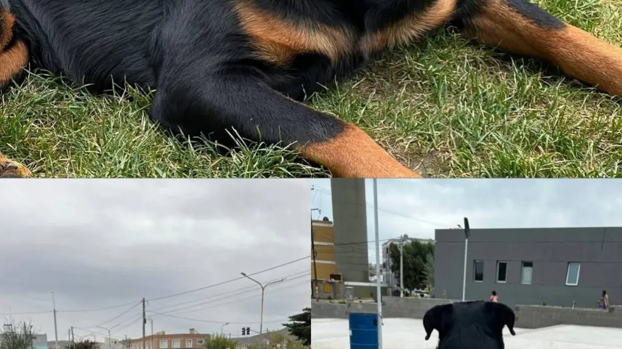 Llevan dos meses buscando a Max y su familia ofrece recompensa: "Es nuestro bebé"