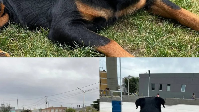 Llevan dos meses buscando a Max y su familia ofrece recompensa: "Es nuestro bebé"