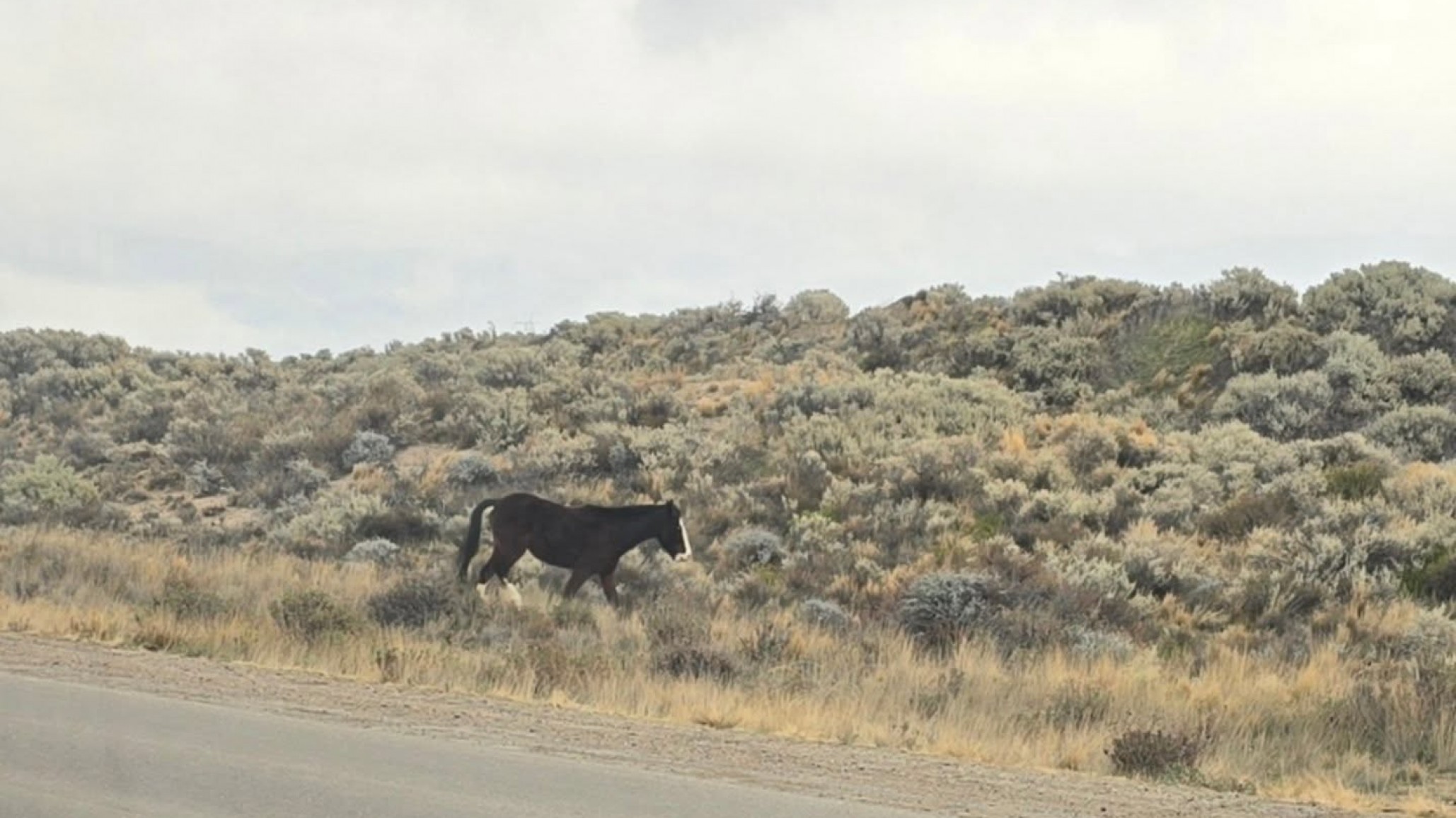Alertan a los automovilistas por caballos sueltos en la Ruta 1