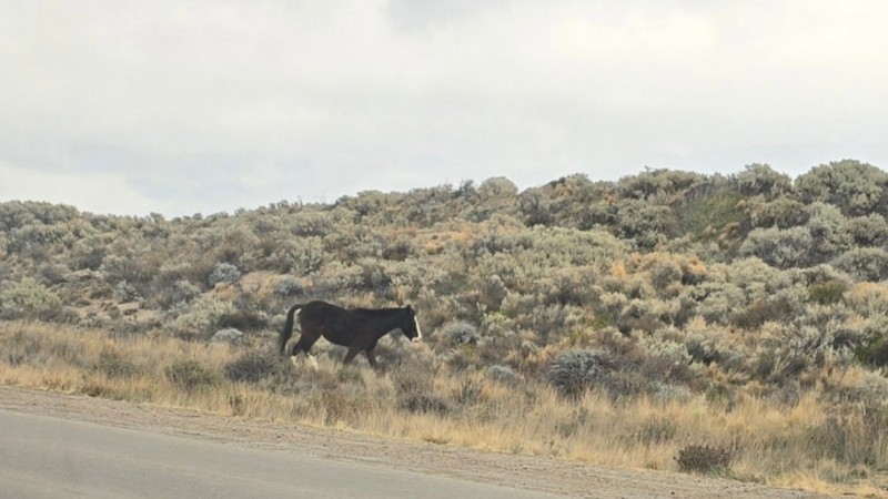 Alertan a los automovilistas por caballos sueltos en la Ruta 1