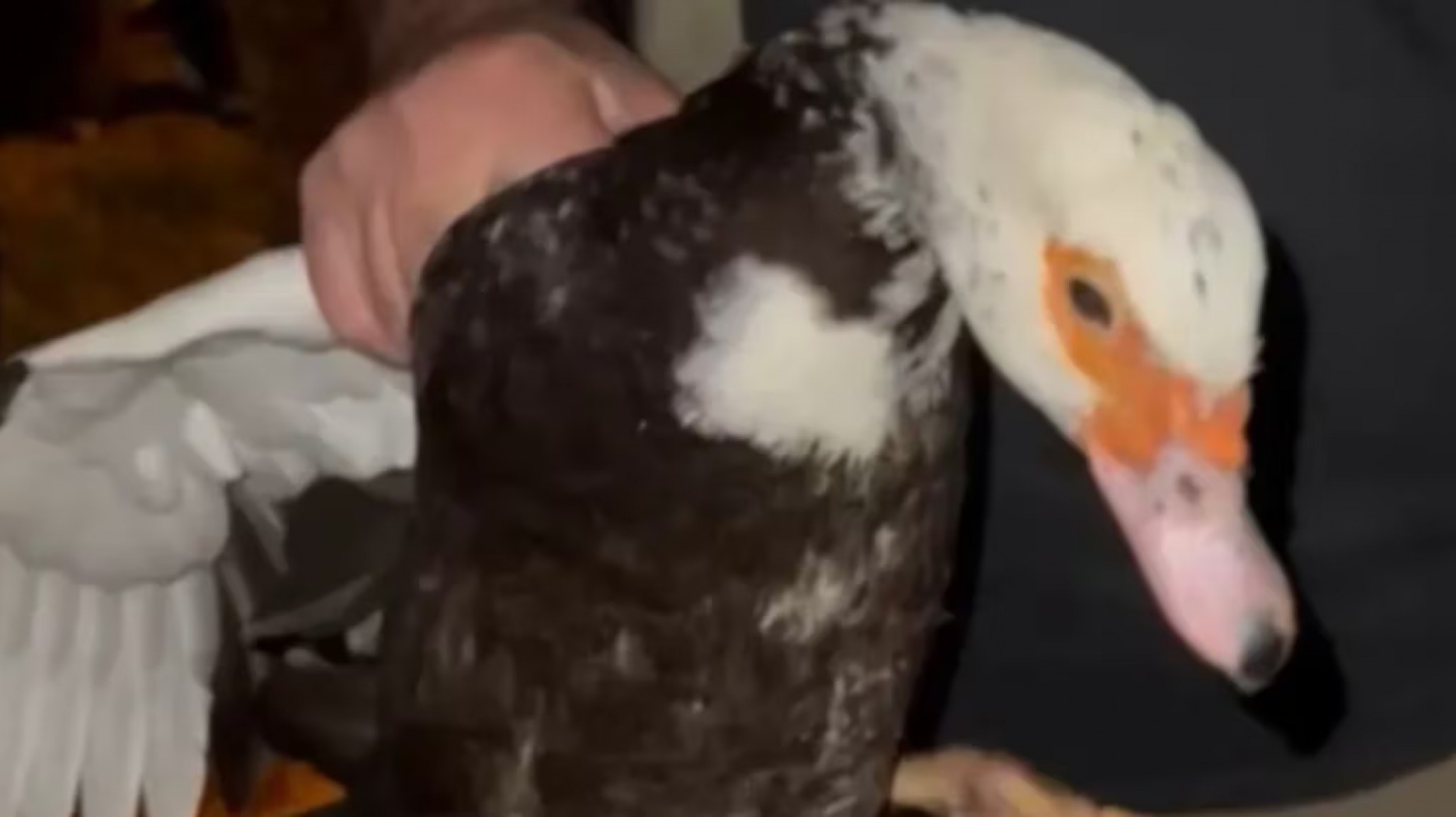 Hallaron un cementerio clandestino de animales y rescataron más de 15 en condiciones extremas