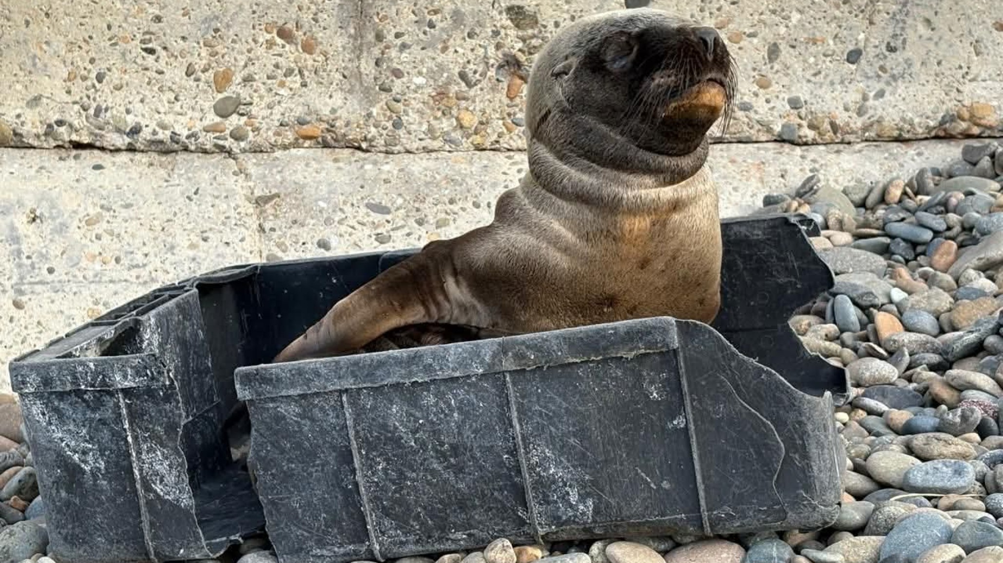 Un lobo marino sorprendió en la costanera de Comodoro: "eviten acercarse al animal"