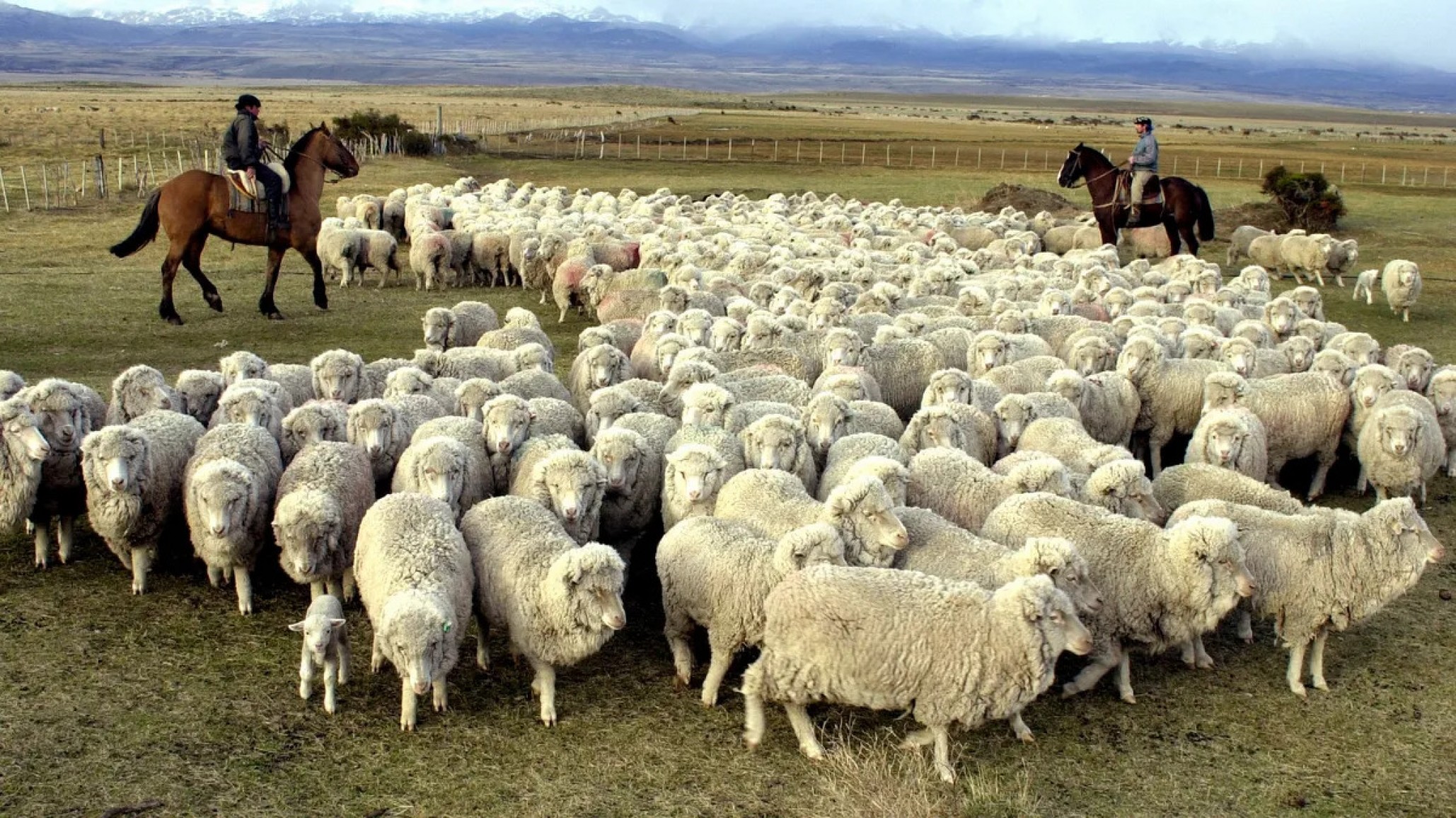 Productores patagónicos advierten sobre el impacto sanitario y económico del cambio en la barrera sanitaria