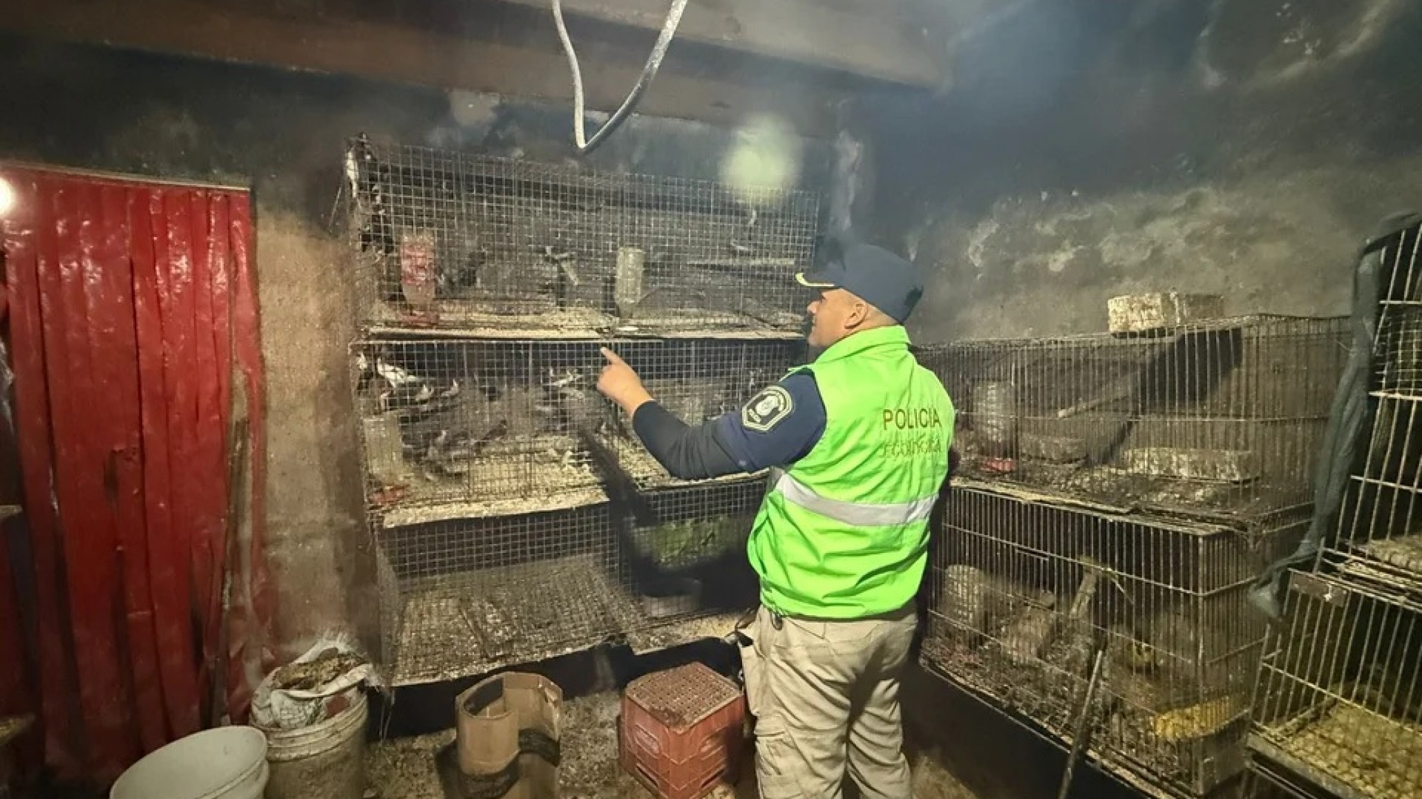 Más de 200 animales en condiciones deplorables fueron rescatados de una casa en La Plata