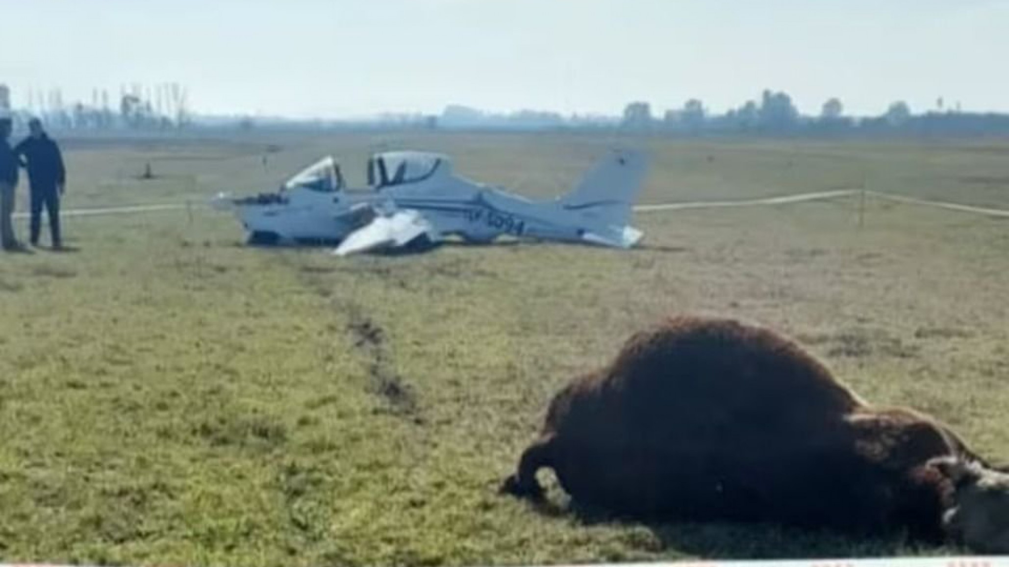 Insólito accidente en Chivilcoy: una avioneta chocó contra un toro durante un aterrizaje nocturno