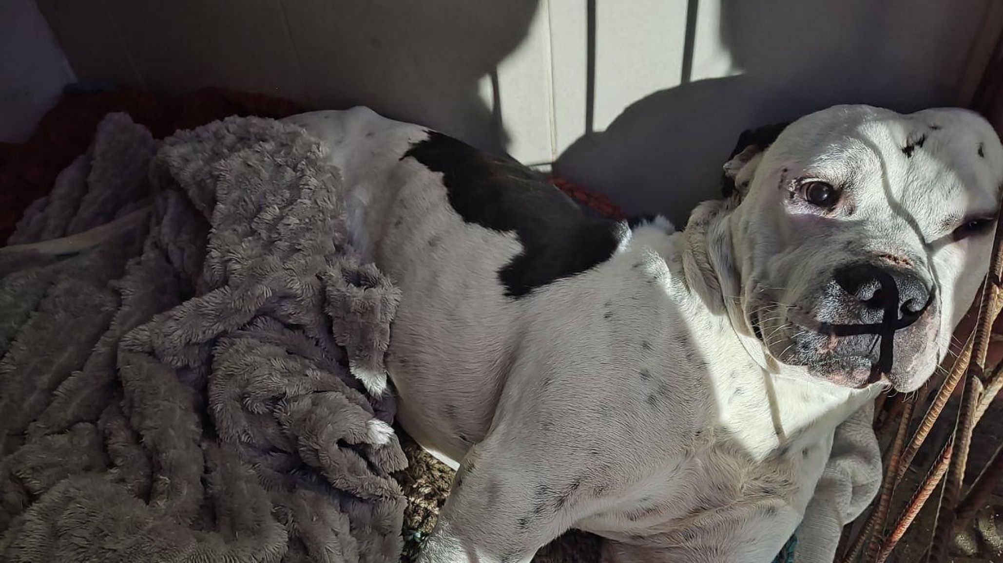 "Quedaron en adoptarlo y después no respondieron más": el drama del Gordo, un dogo que sigue esperando familia