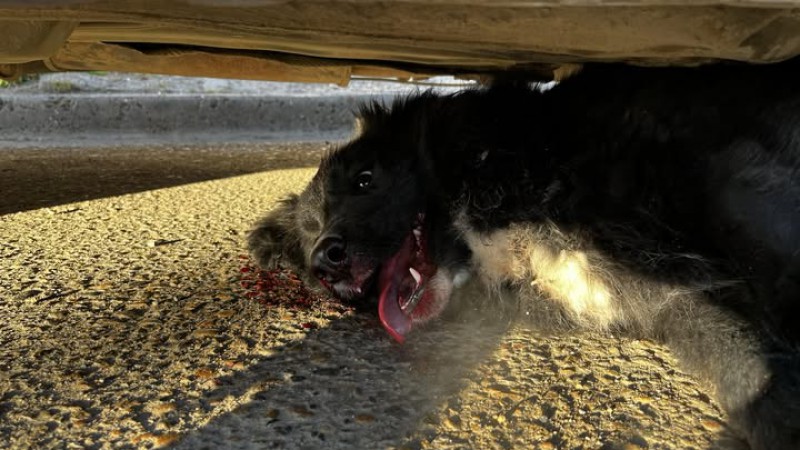 Atropellaron a una perrita y los vecinos lograron asistirla: ahora necesitan recaudar $50.000 para pagar la veterinaria