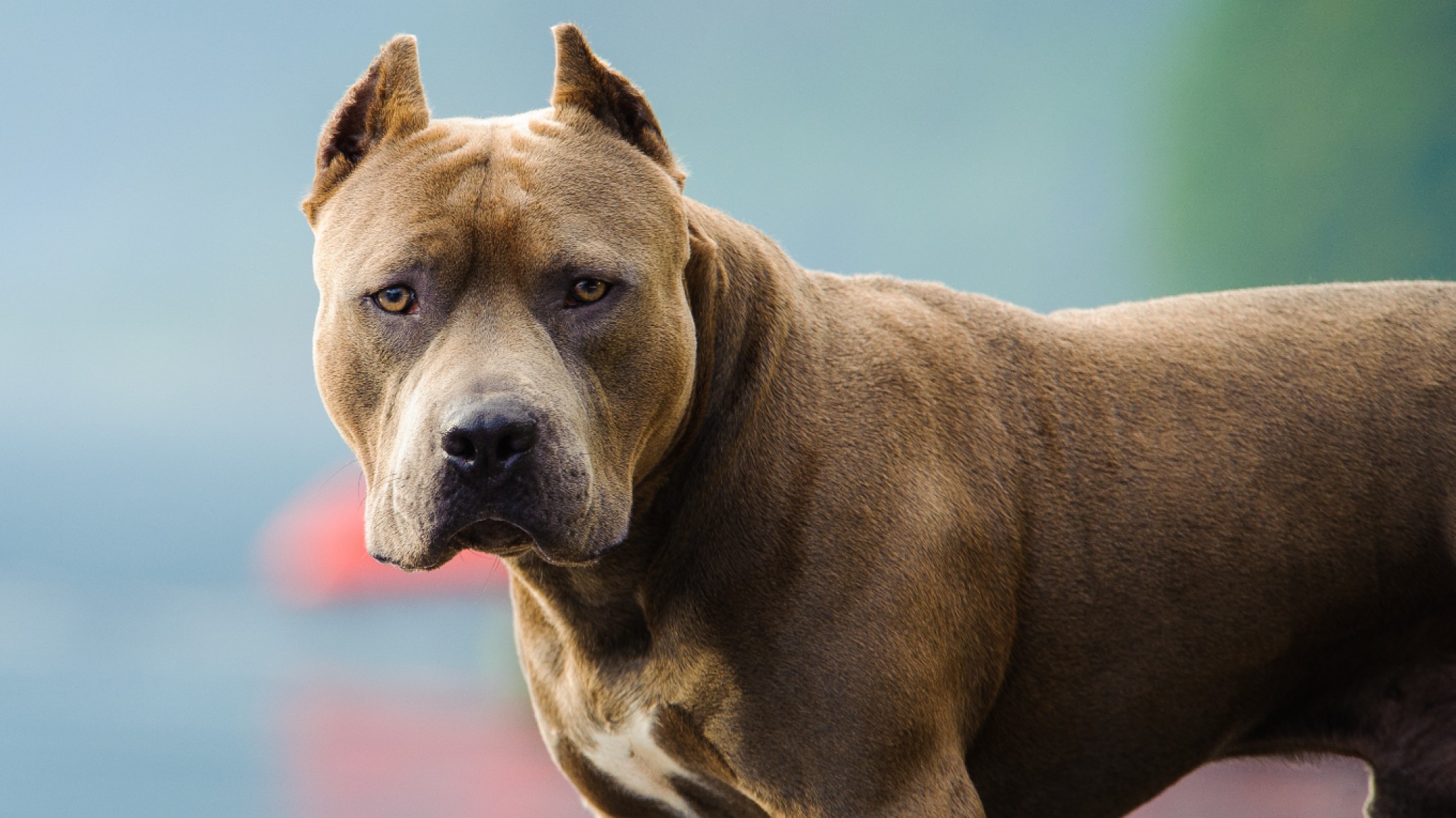 Una niña fue gravemente herida por el ataque de un perro pitbull