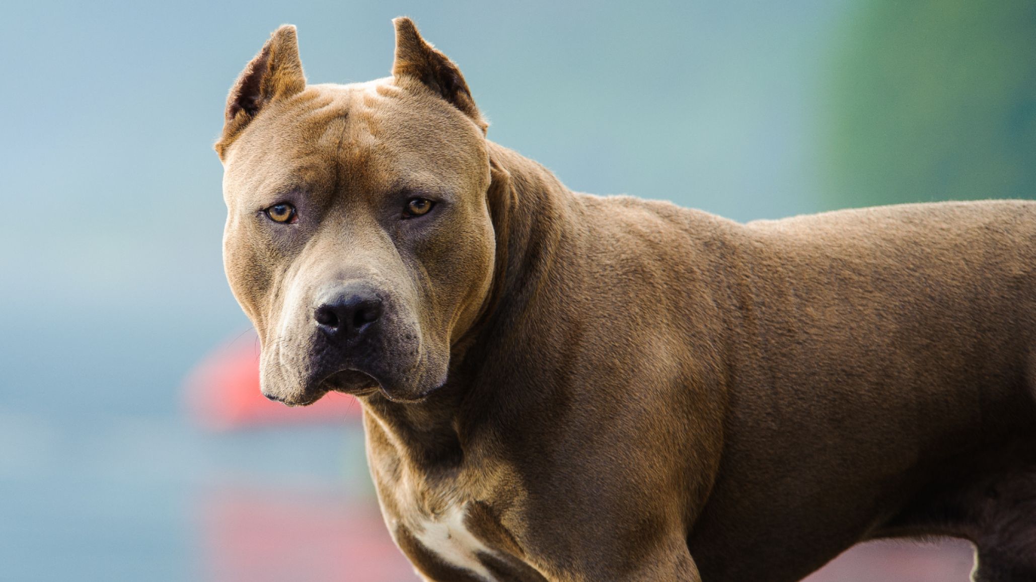 Una niña fue gravemente herida por el ataque de un perro pitbull