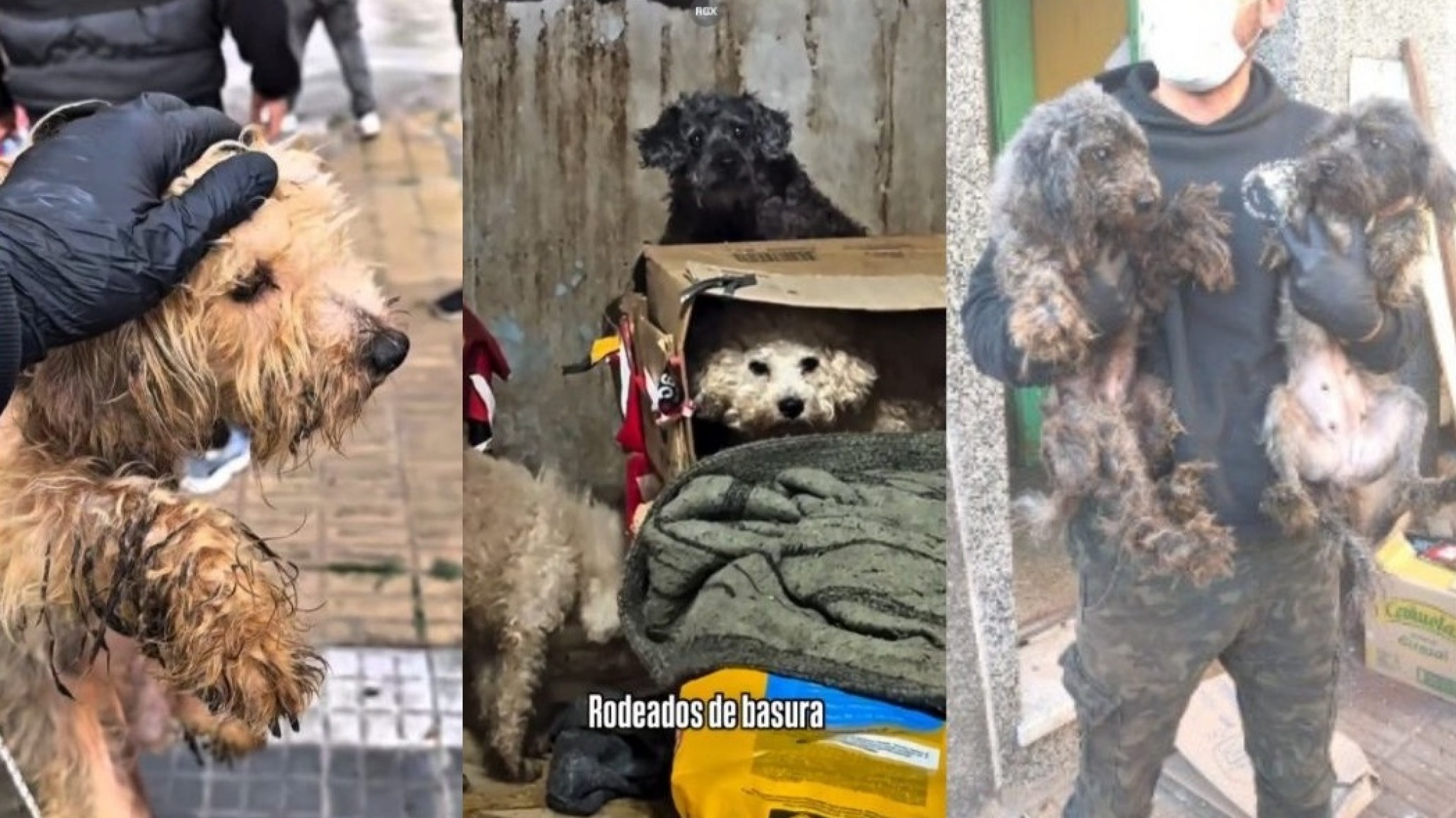 De la oscuridad a una nueva vida: rescataron a 43 animales que vivían encerrados en la mugre