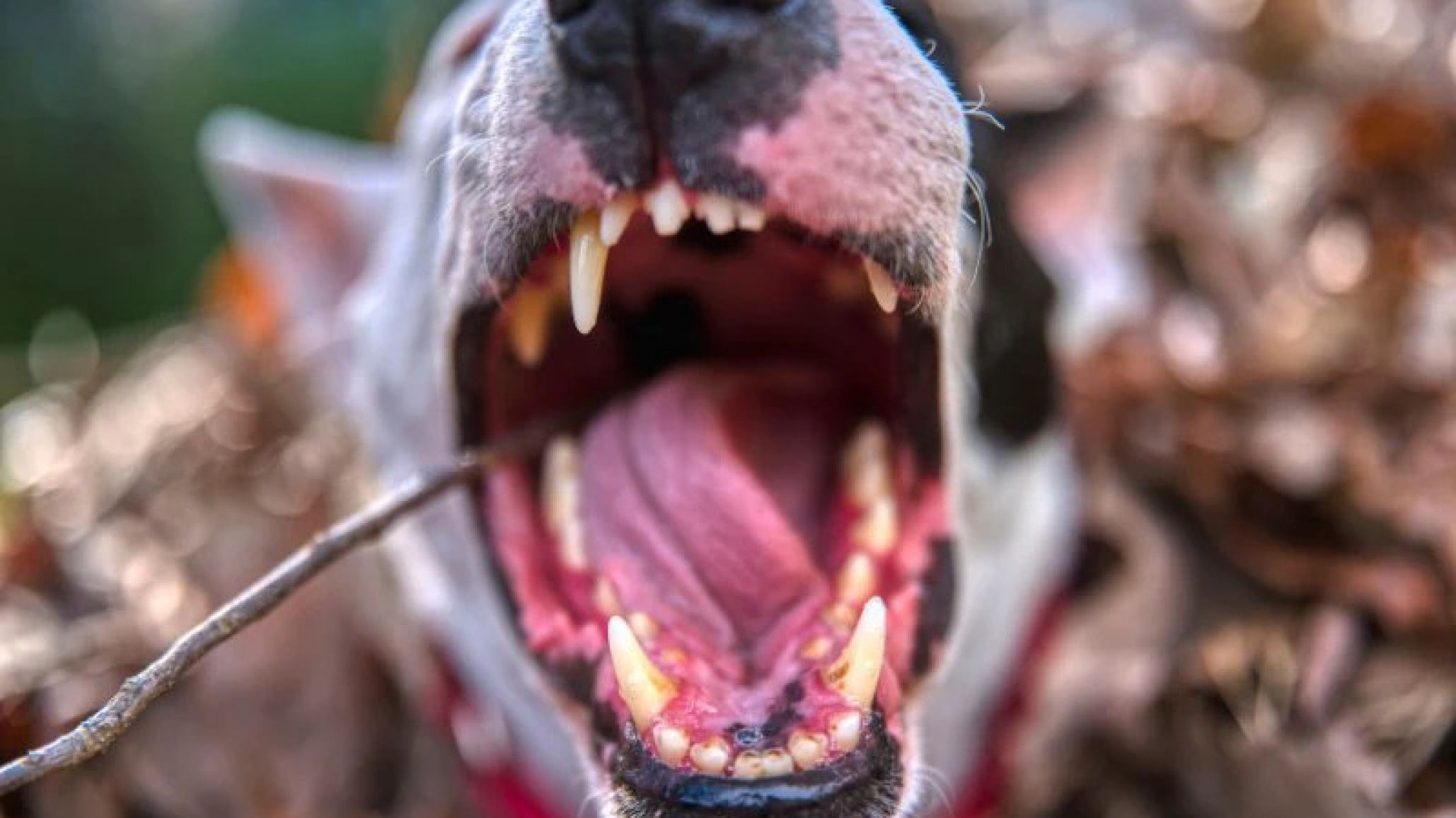 Un perro bull terrier atacó a su dueño y le habría arrancado los testículos