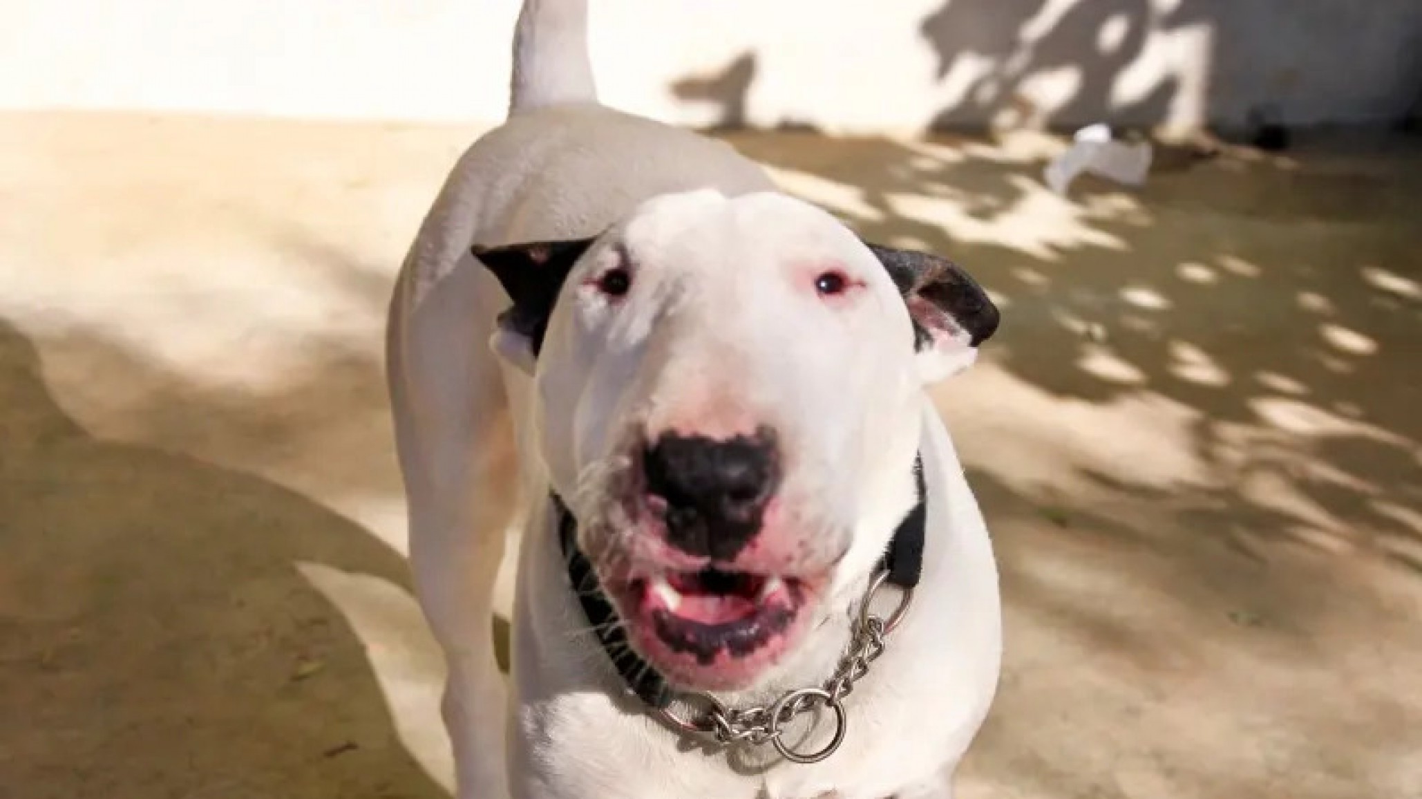 Ataque de un bull terrier a su dueño: "Sufrió una importante lesión en sus partes bajas y requirió nueve puntos de sutura"