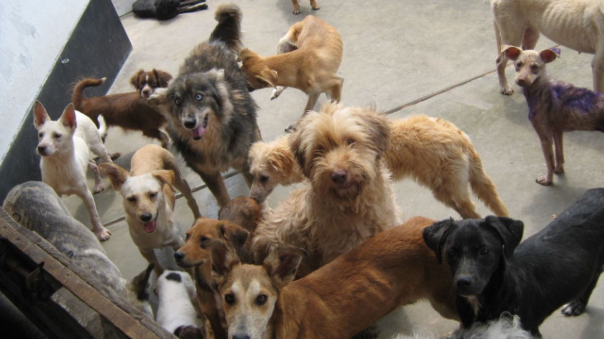 Km.17: Convocaron a un charla para abordar la sobrepoblación de mascotas en Comodoro