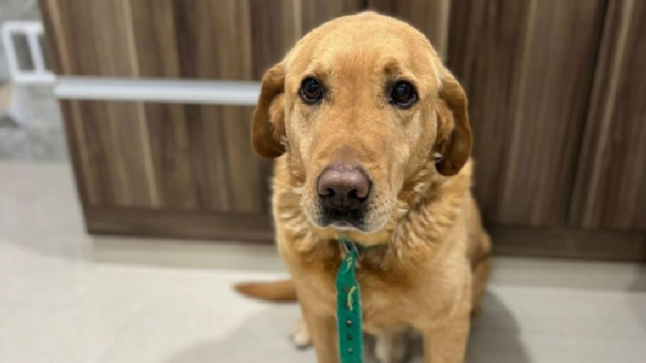 Murió Homero, el labrador que buscaban en Las Orquídeas: "Lo encontramos cerca de casa, quiso volver solo"