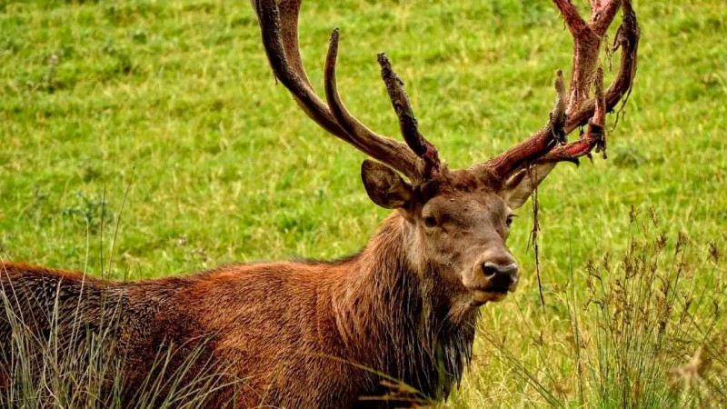 Patagonia: Cuatro hombres detenidos por transportar 75 kilos de carne de ciervo colorado
