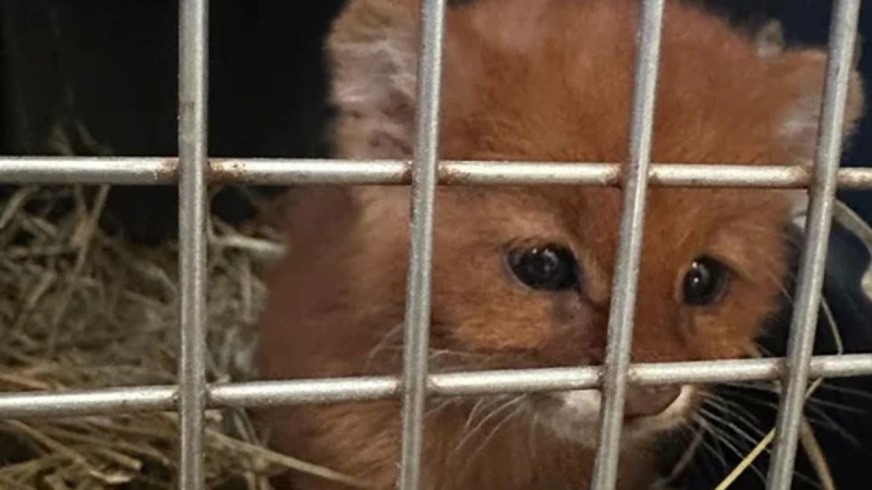 Rescataron a tres animales silvestres en una zona rural de Córdoba