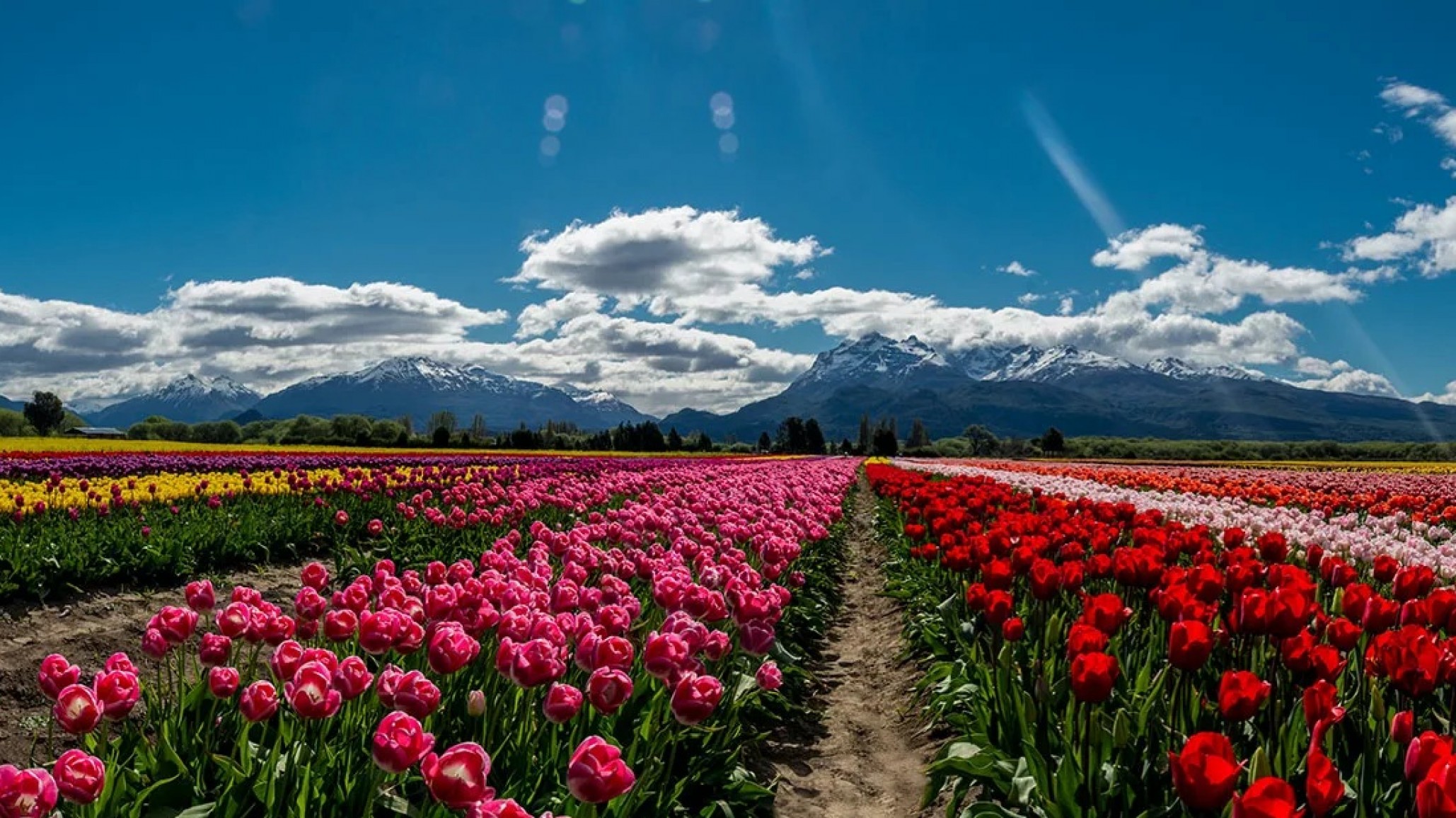 Habrá un nuevo campo de tulipanes en una localidad de Chubut: los detalles