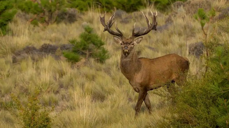 Esquel: investigan una posible caso de caza furtiva agravada en un campo cerca de Ruta 40