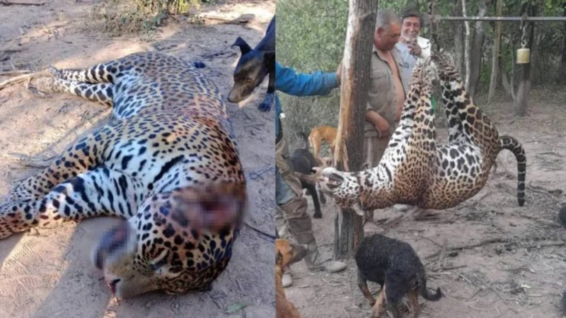 Histórico fallo: tres cazadores irán a prisión por matar y carnear a un yaguareté