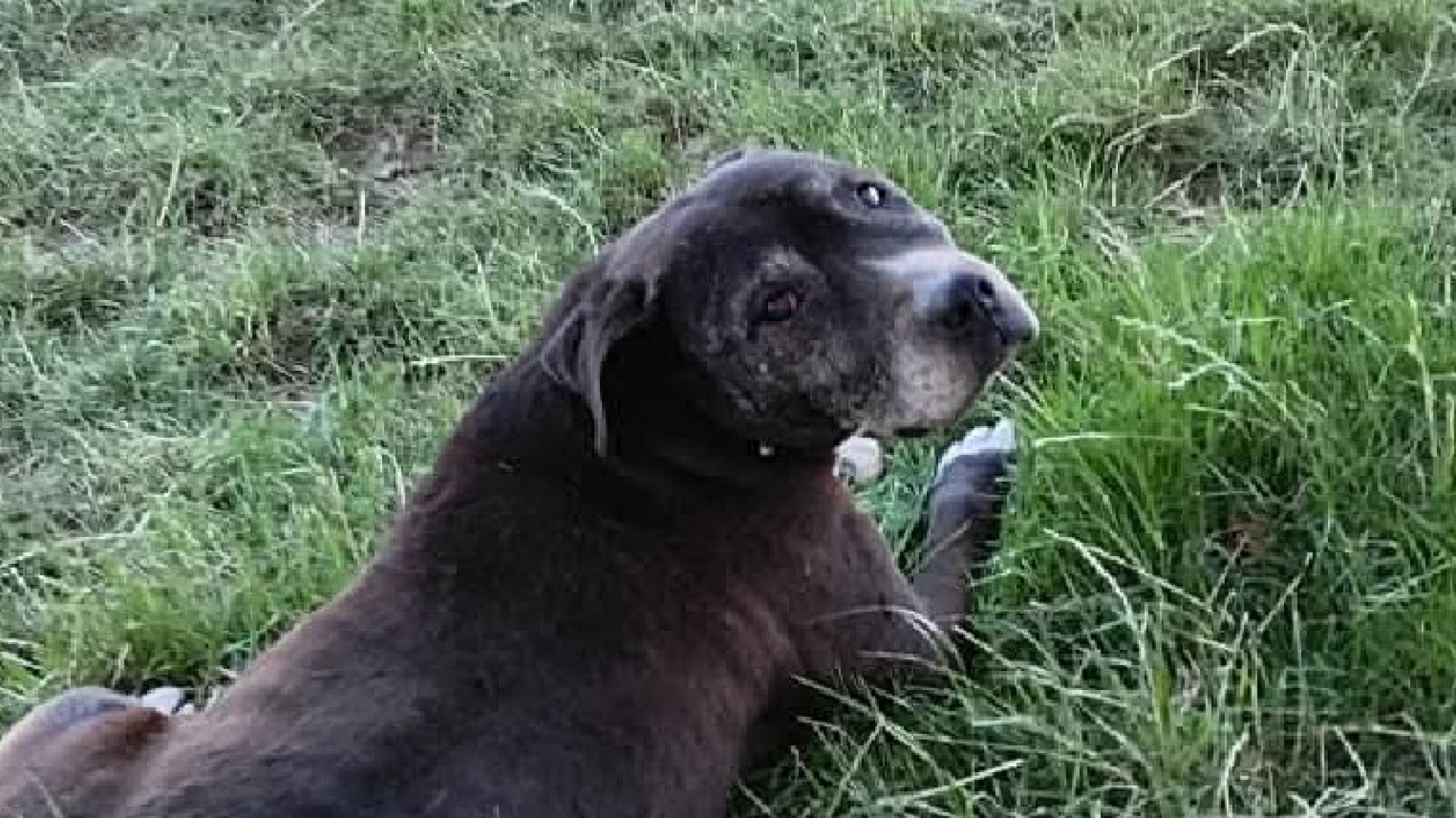 "Solo quiero que vuelva a casa": ofrecen $100.000 por Gina, perdida en Comodoro Rivadavia