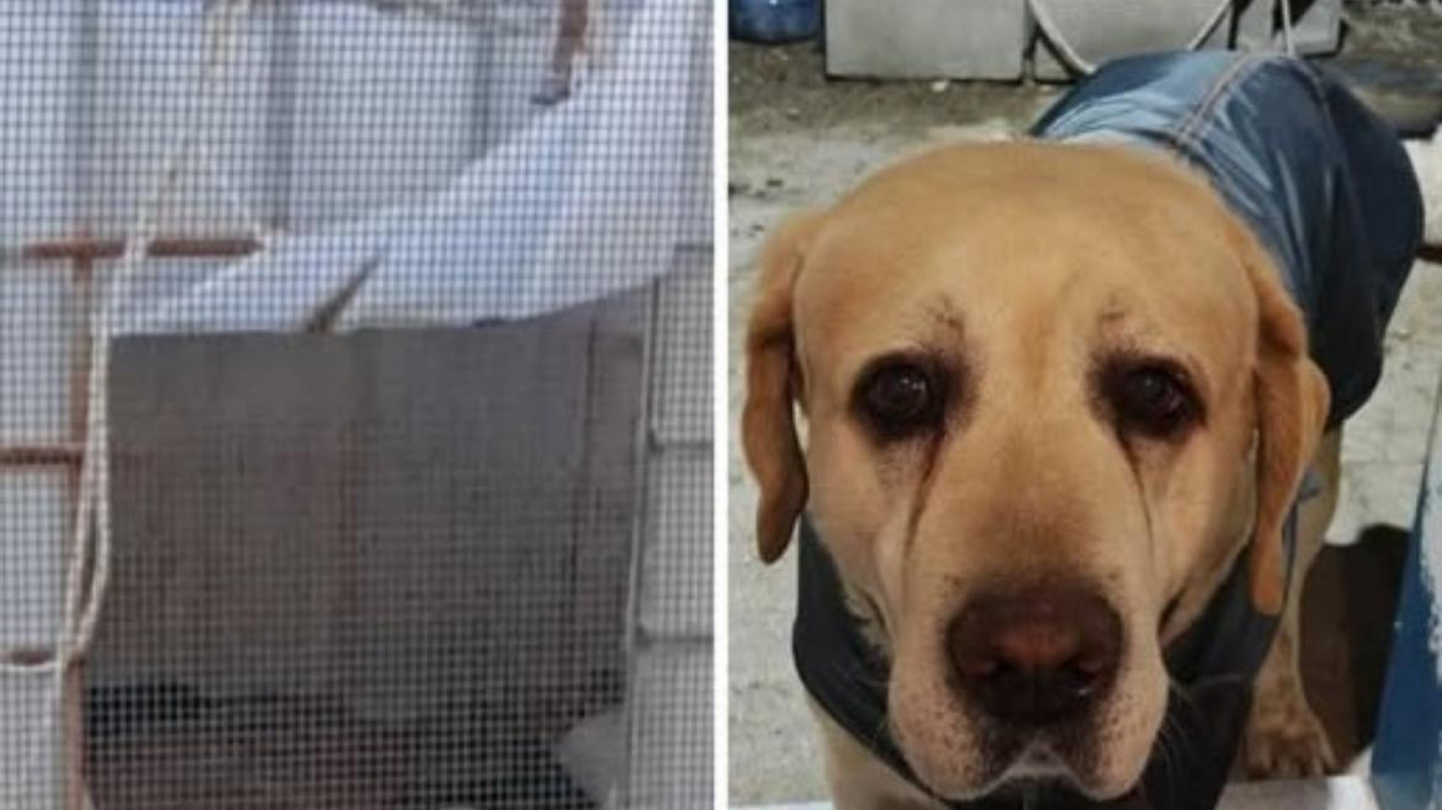 Solidaridad animal: regala la cucha y la campera de su perro para un callejero