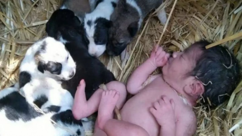 Abandonaron a una beba recién nacida en un campo y sobrevivió gracias a un grupo de cachorros