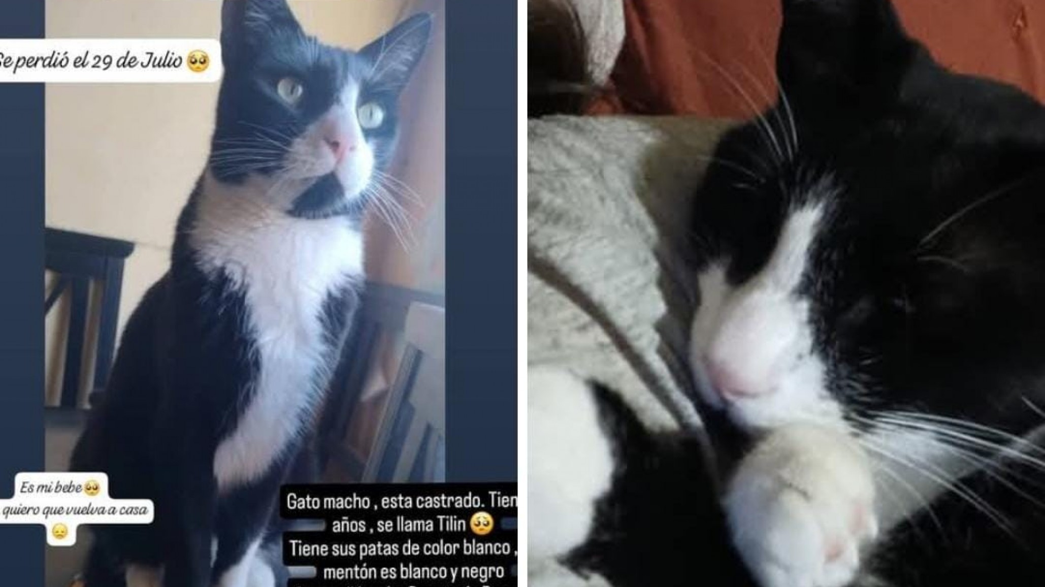 Buscan a un gato perdido al que su familia considera "un hijo"