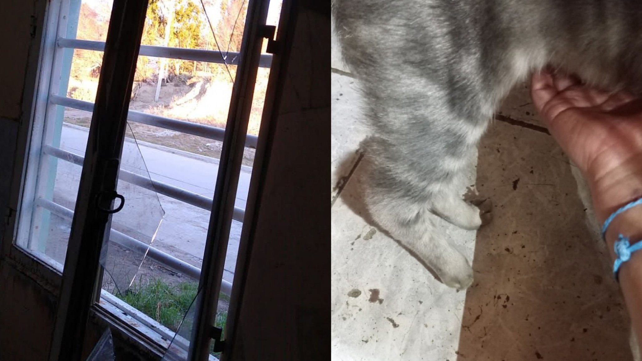 Comodoro Rivadavia: denunció un intento de ingreso a su casa y pidió ayuda para curar a su gato herido