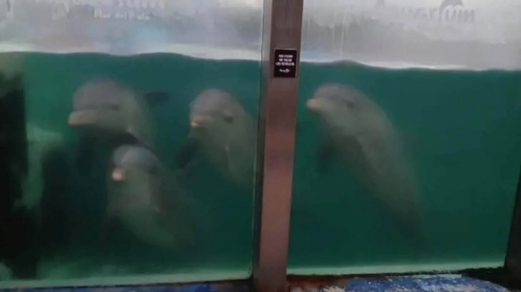 Denunciaron al ex Aquarium de Mar del Plata por un presunto caso de abandono de animales