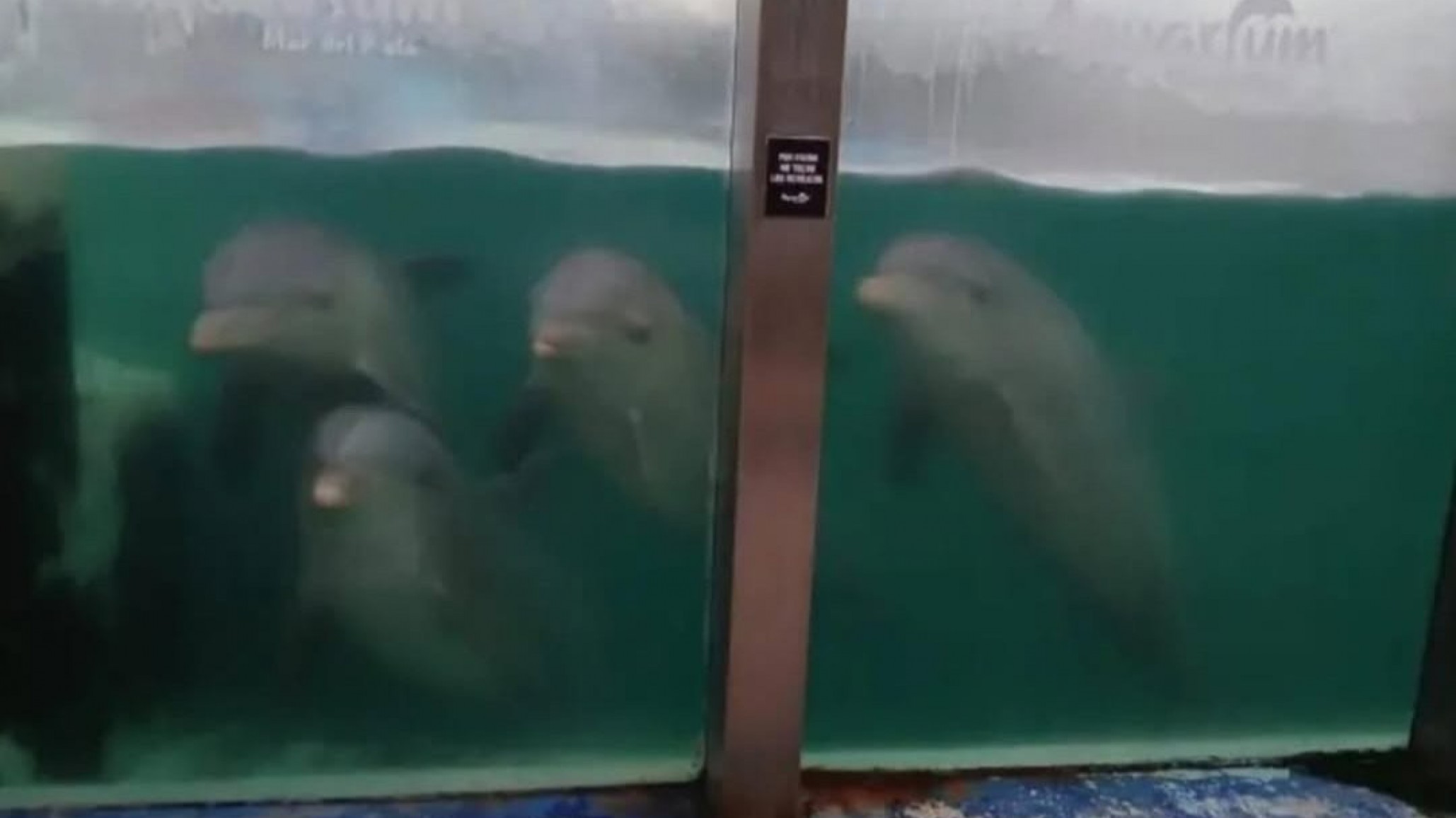 Denunciaron al ex Aquarium de Mar del Plata por un presunto caso de abandono de animales