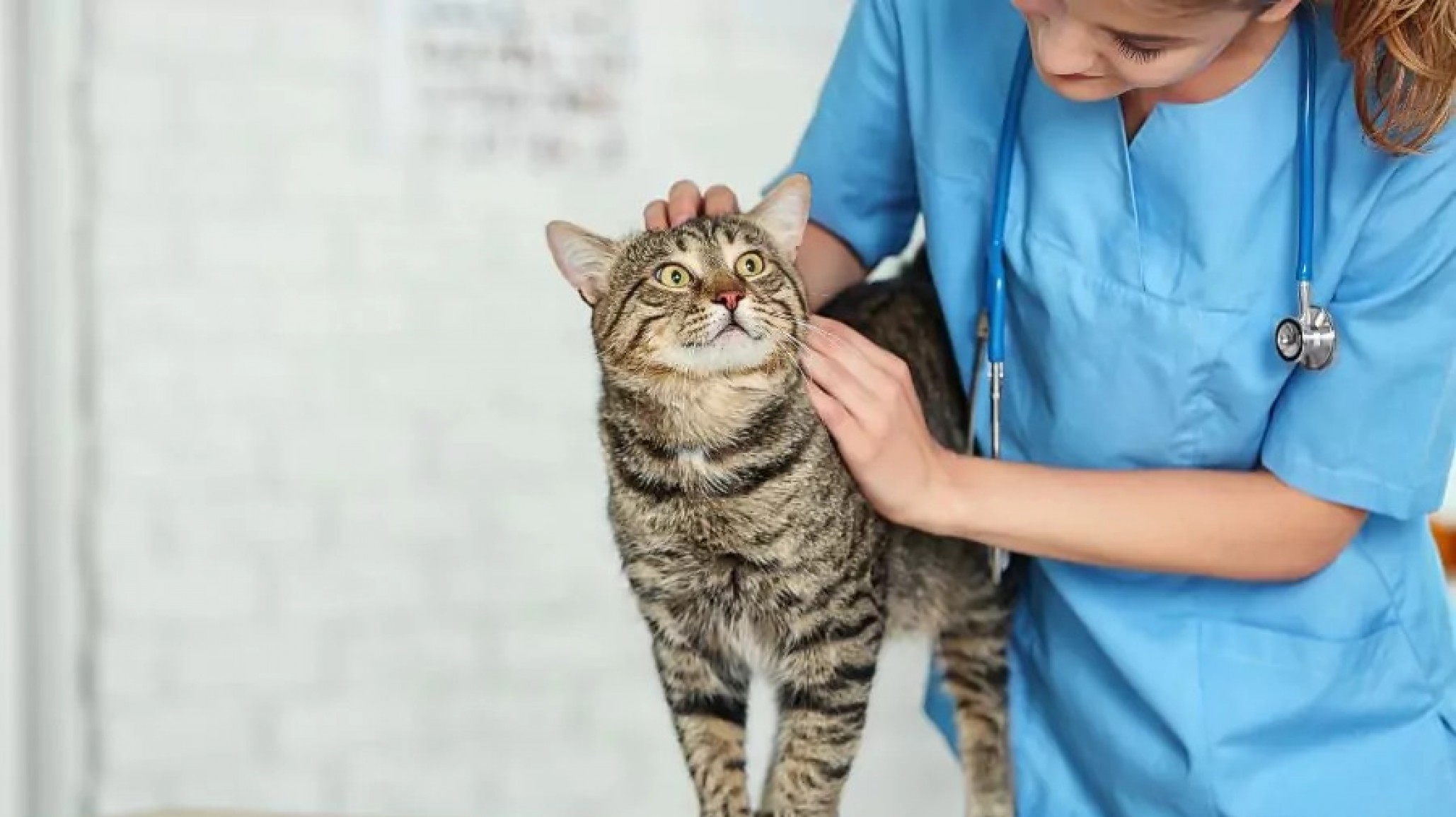 Campañas gratuitas para mascotas en Km 17: vacunación y esterilización