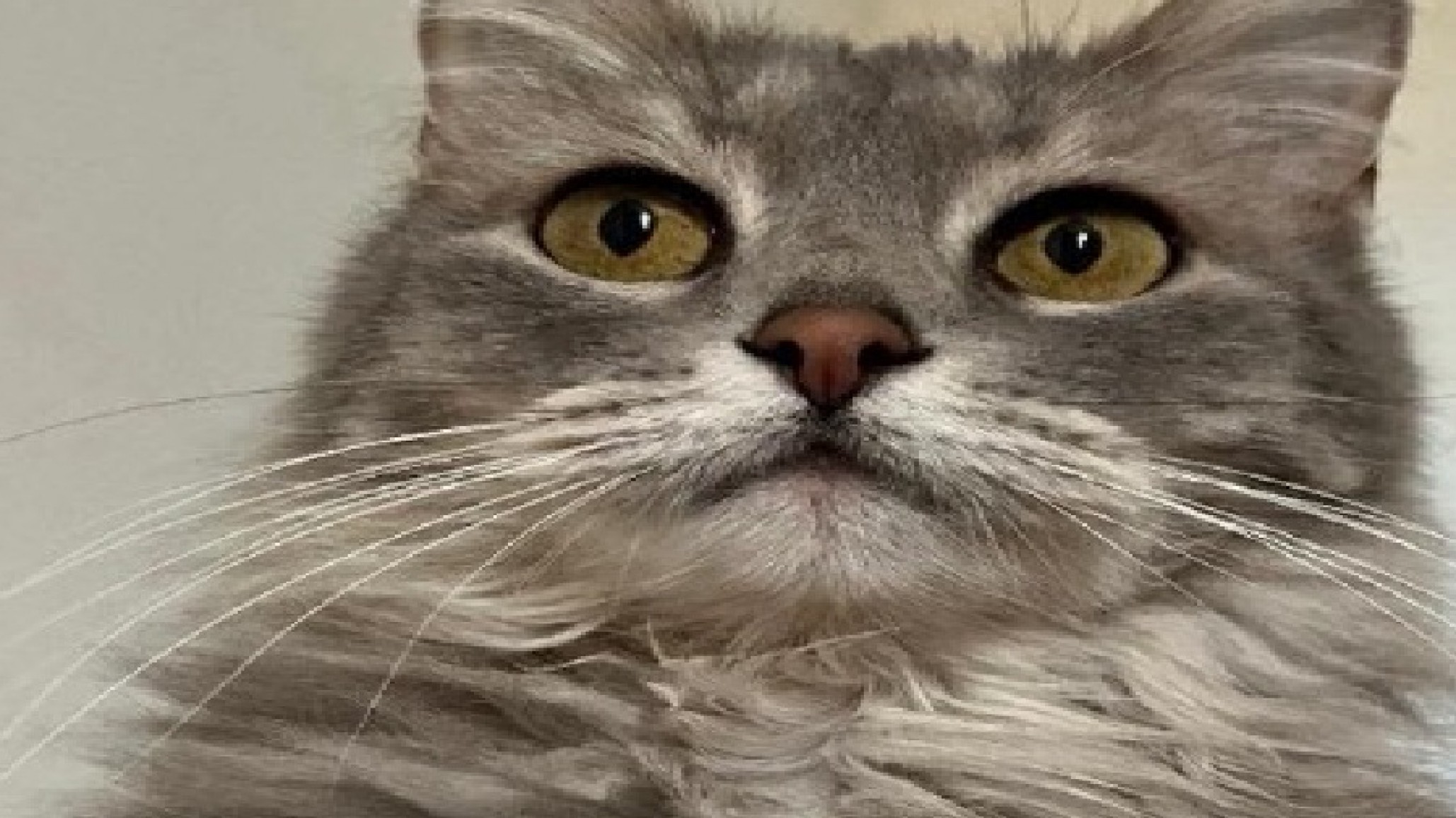 Buscan a India, una gata gris perdida: "Te espero con ansias":