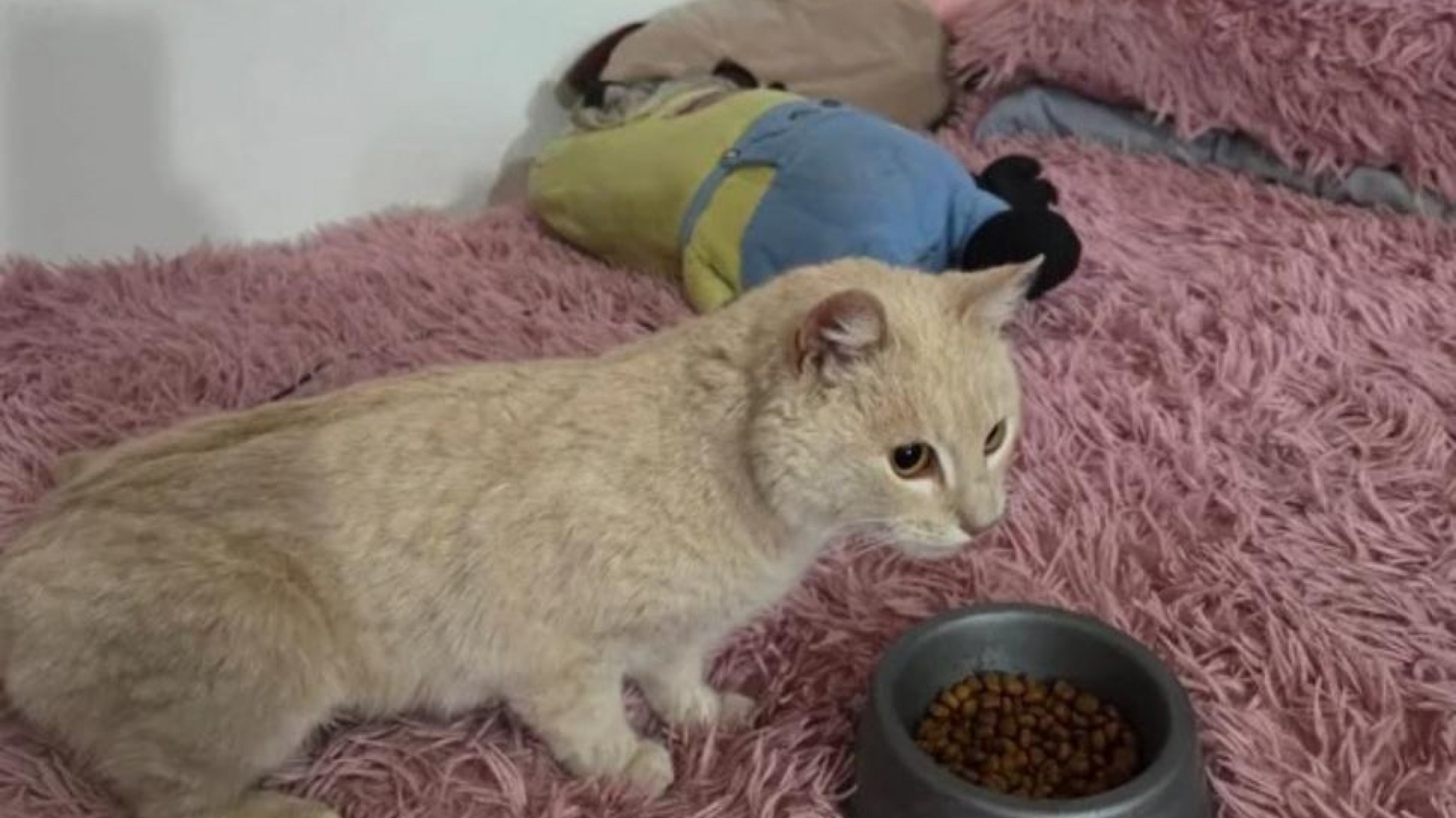 Crueldad animal: abandonaron a un gato dentro de una bolsa