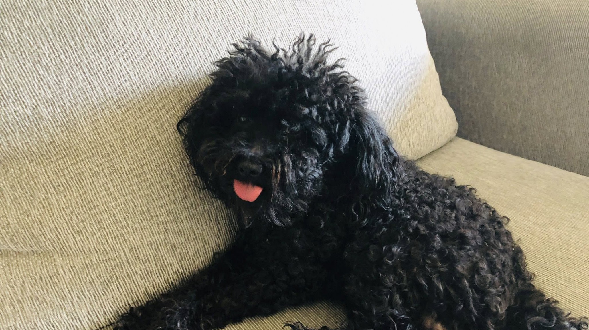 Buscan a Oreo, un perro perdido hace horas: "Hace 10 años estamos juntos, siempre estuvo conmigo"