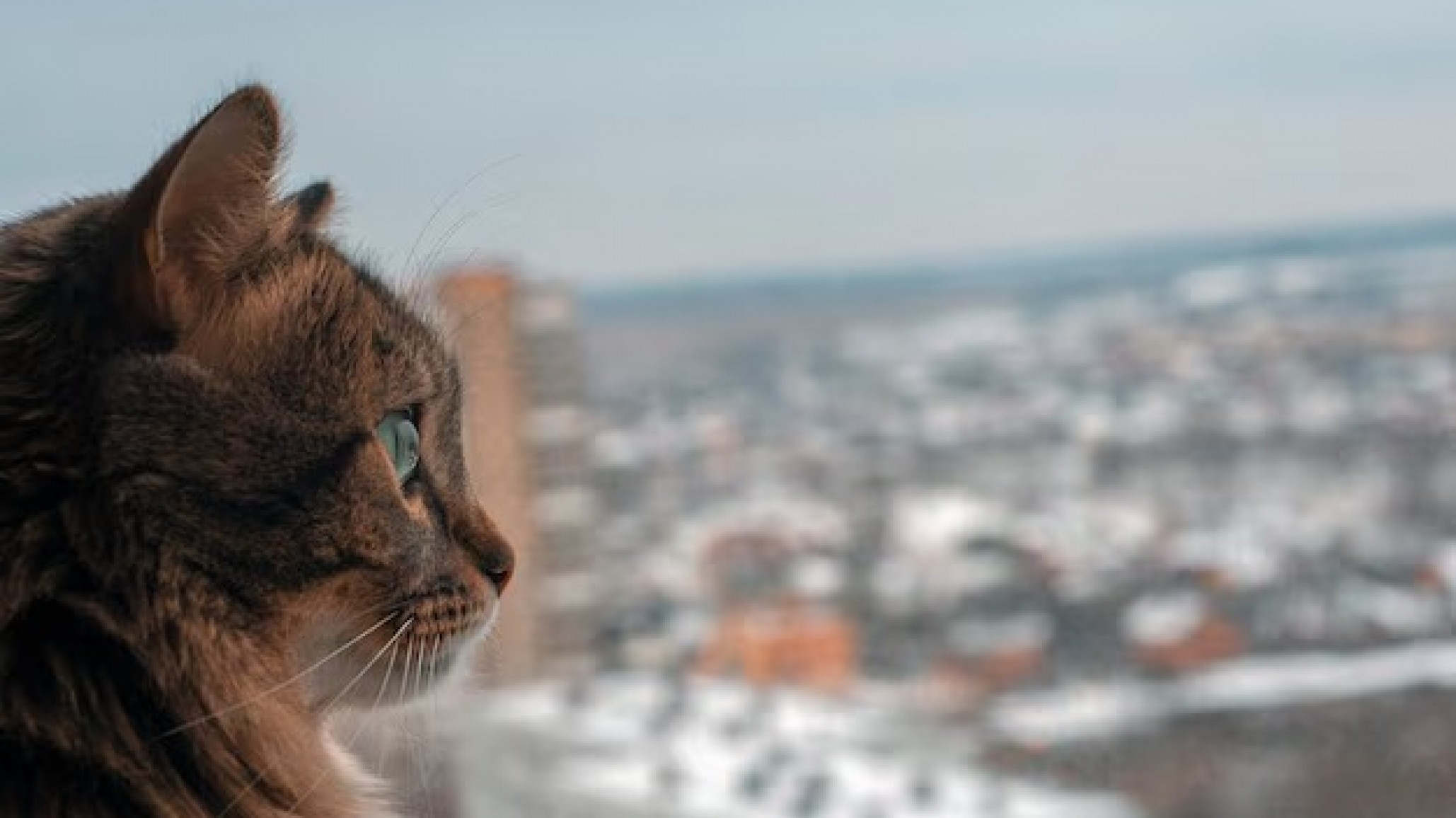 Una mujer se cayó desde un tercer piso al intentar rescatar a su gato