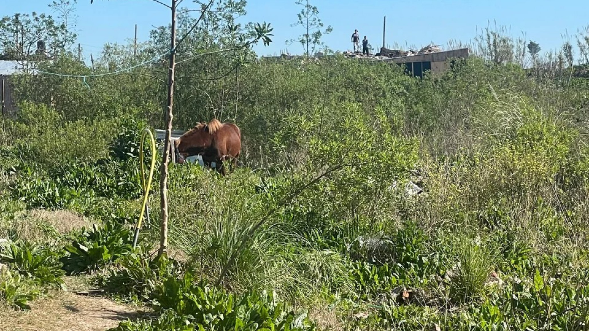 Un niño de 11 años fue pateado por un caballo, quedó inconsciente y está en grave estado