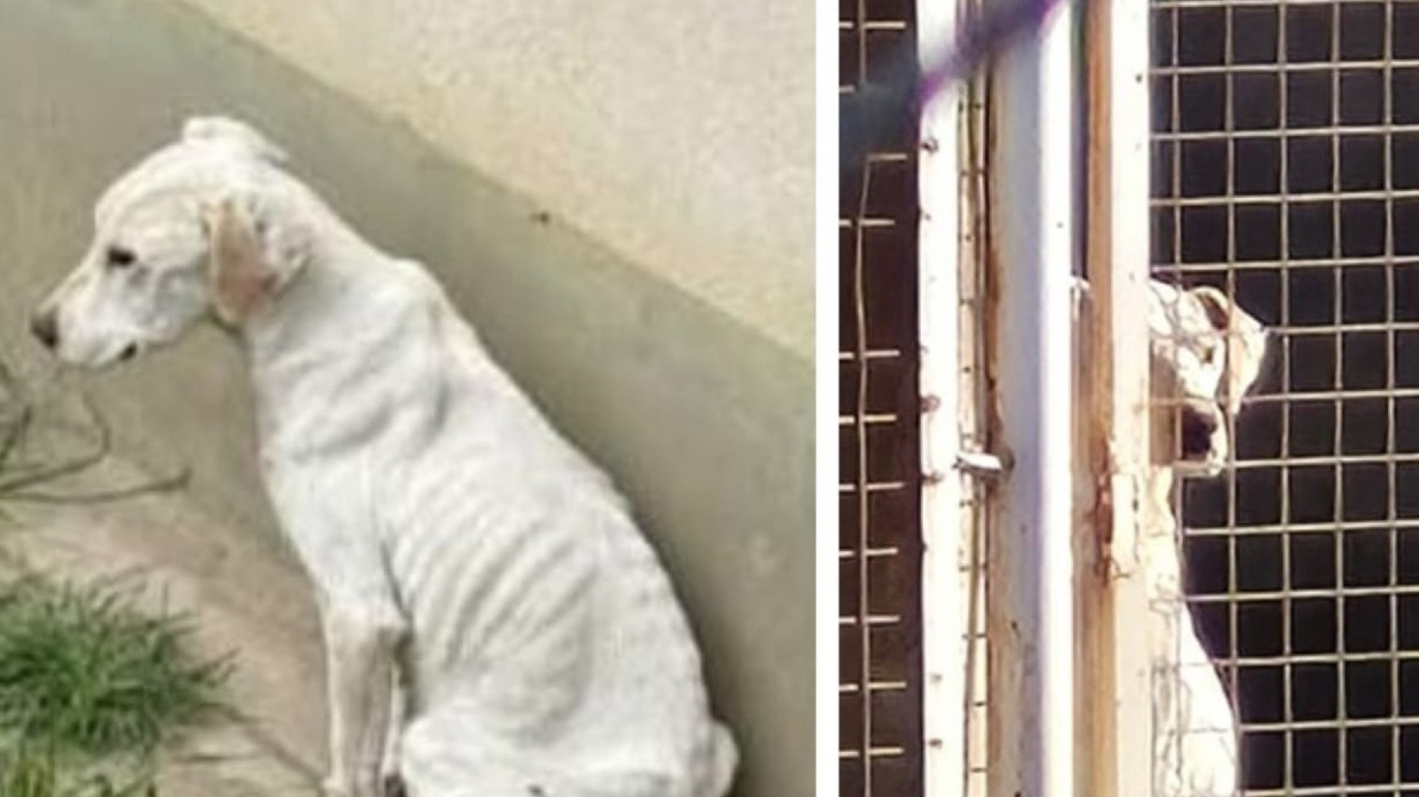 Rescataron a una perra al borde de la muerte por desnutrición en un allanamiento