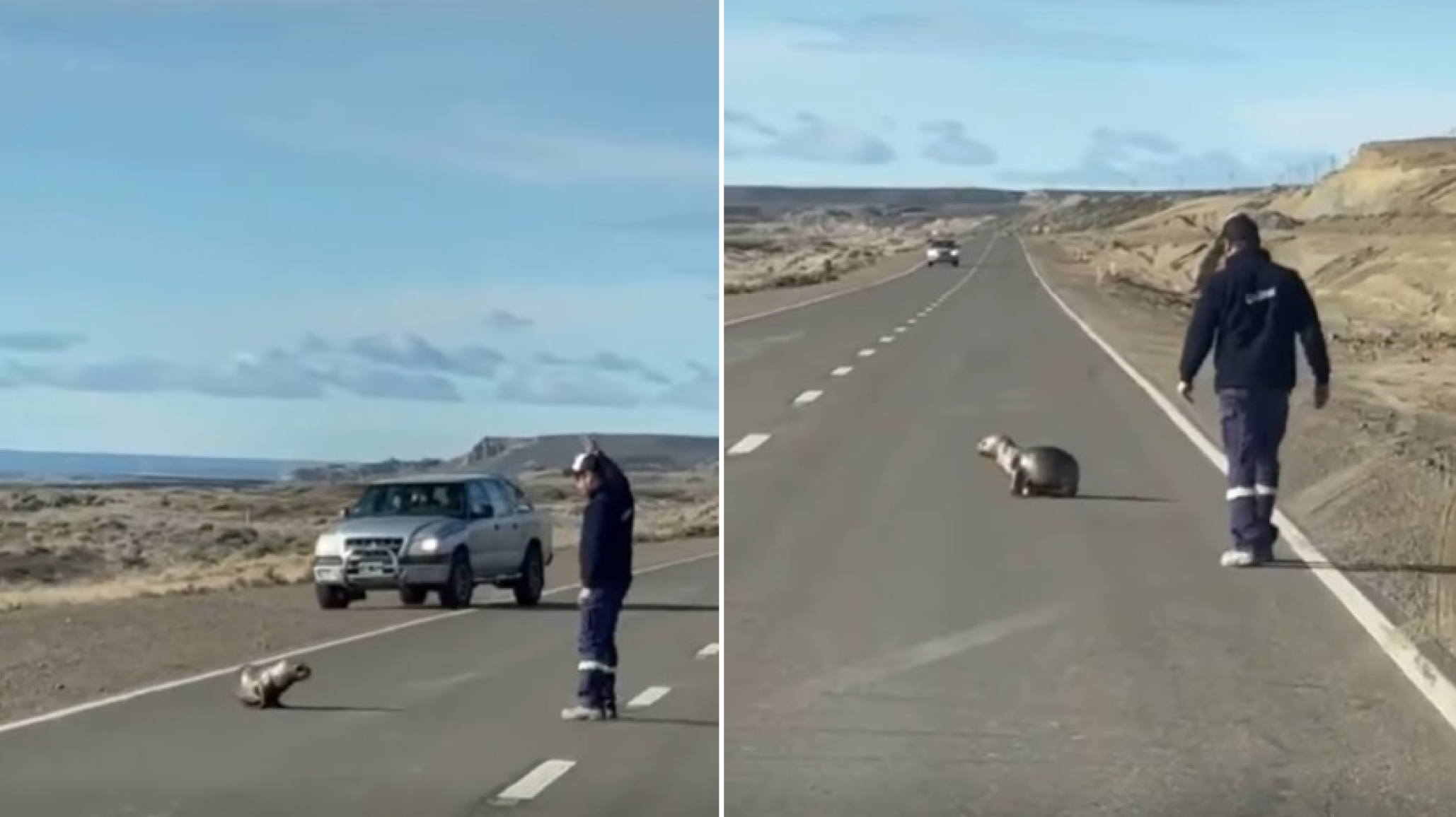 Un camionero detuvo su marcha en la Ruta 3 para salvar a un lobito marino