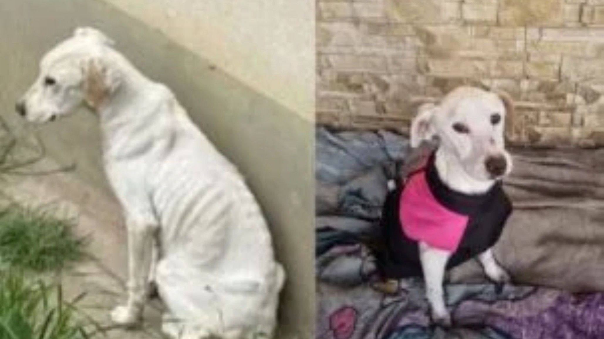 Blanquita, la perra rescatada en Divina Providencia, ya tiene un hogar de tránsito