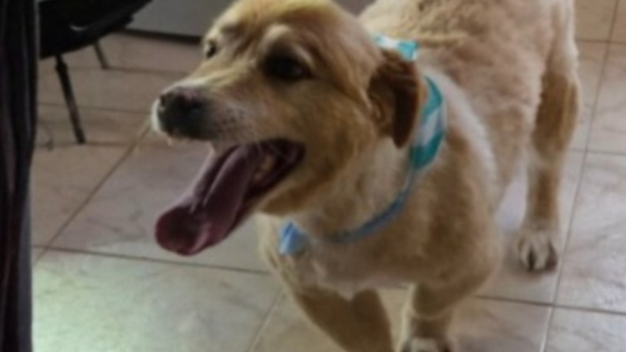 Indignación en Comodoro: mataron a un perro de un disparo en barrio El Faro