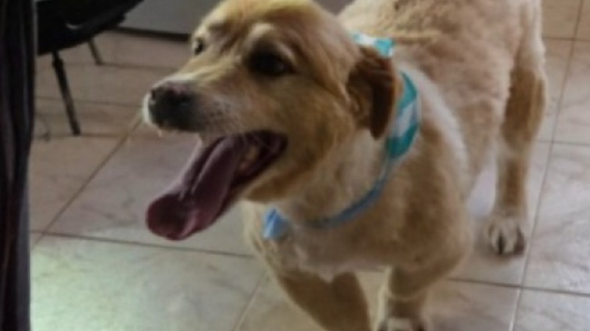 Indignación en Comodoro: mataron a un perro de un disparo en barrio El Faro