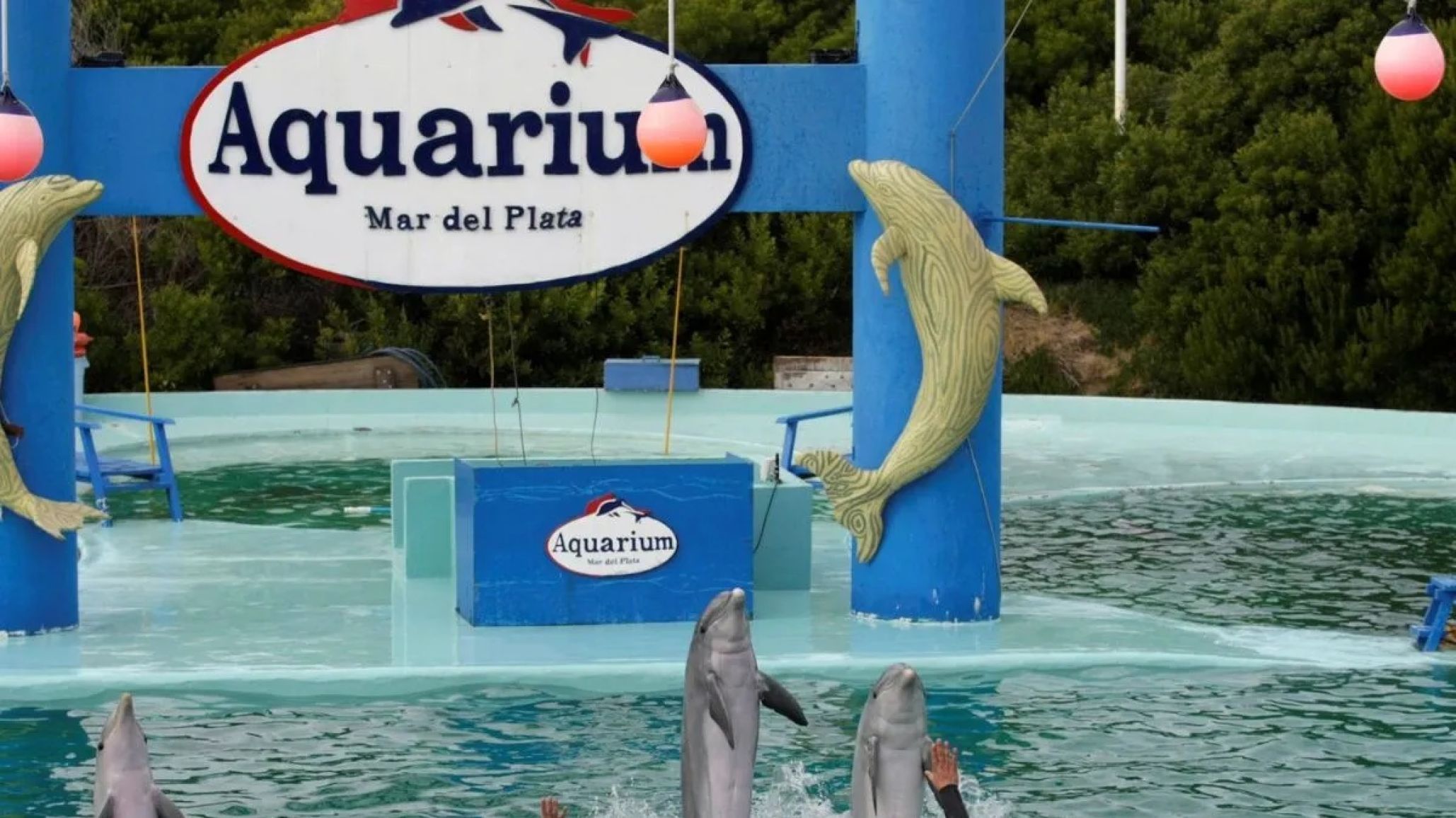 Mar del Plata: El cierre de un acuario genera preocupación por el destino de los animales marinos
