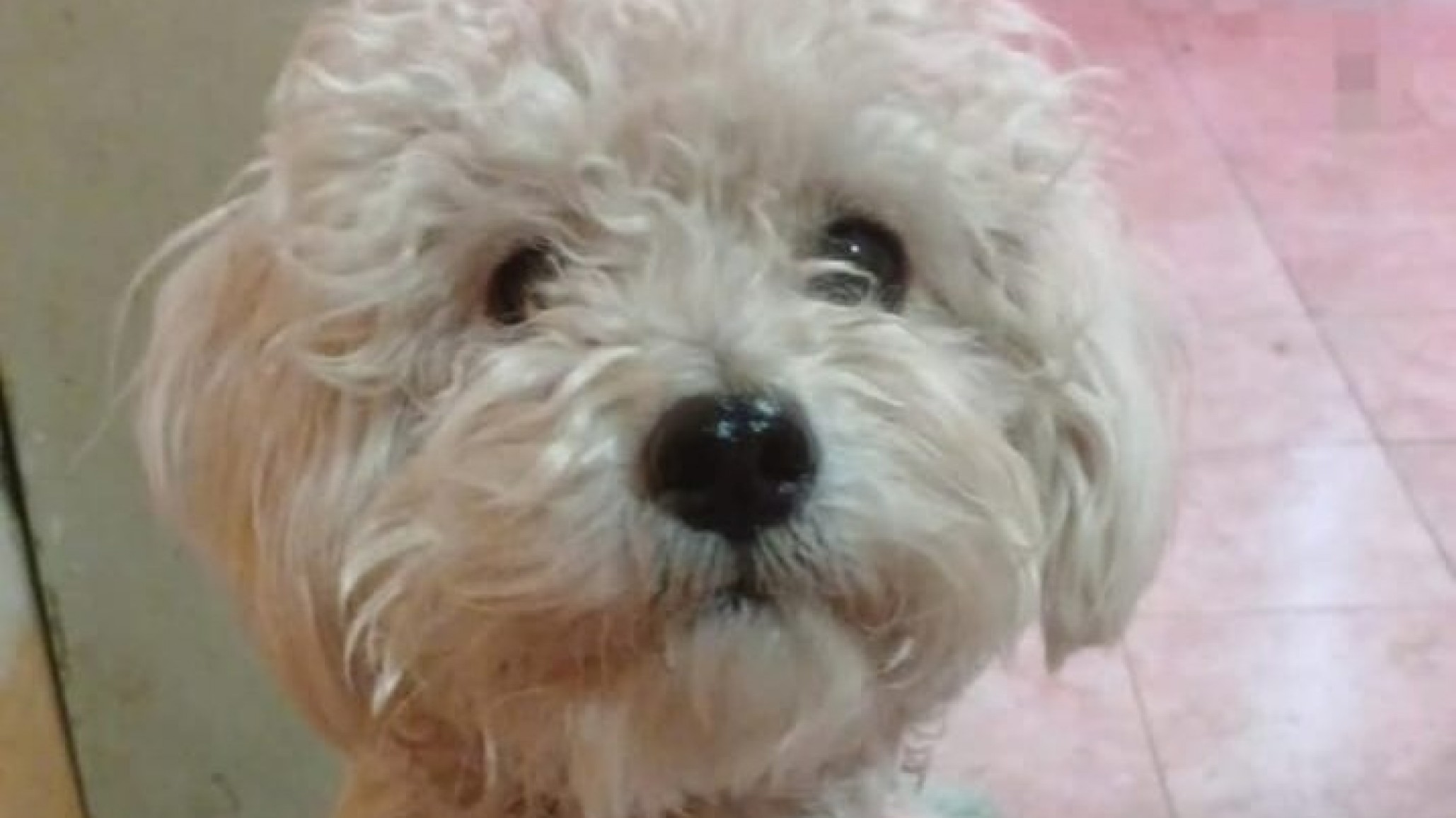 Una joven denunció que un automovilista atropelló y mató a su caniche y se dio a la fuga