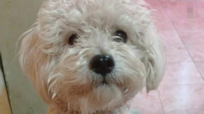 Una joven denunció que un automovilista atropelló y mató a su caniche y se dio a la fuga