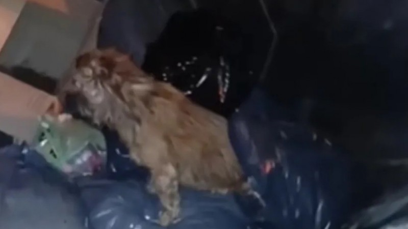 Rescate milagroso en Salta: Una perra fue salvada de morir triturada en un camión de basura