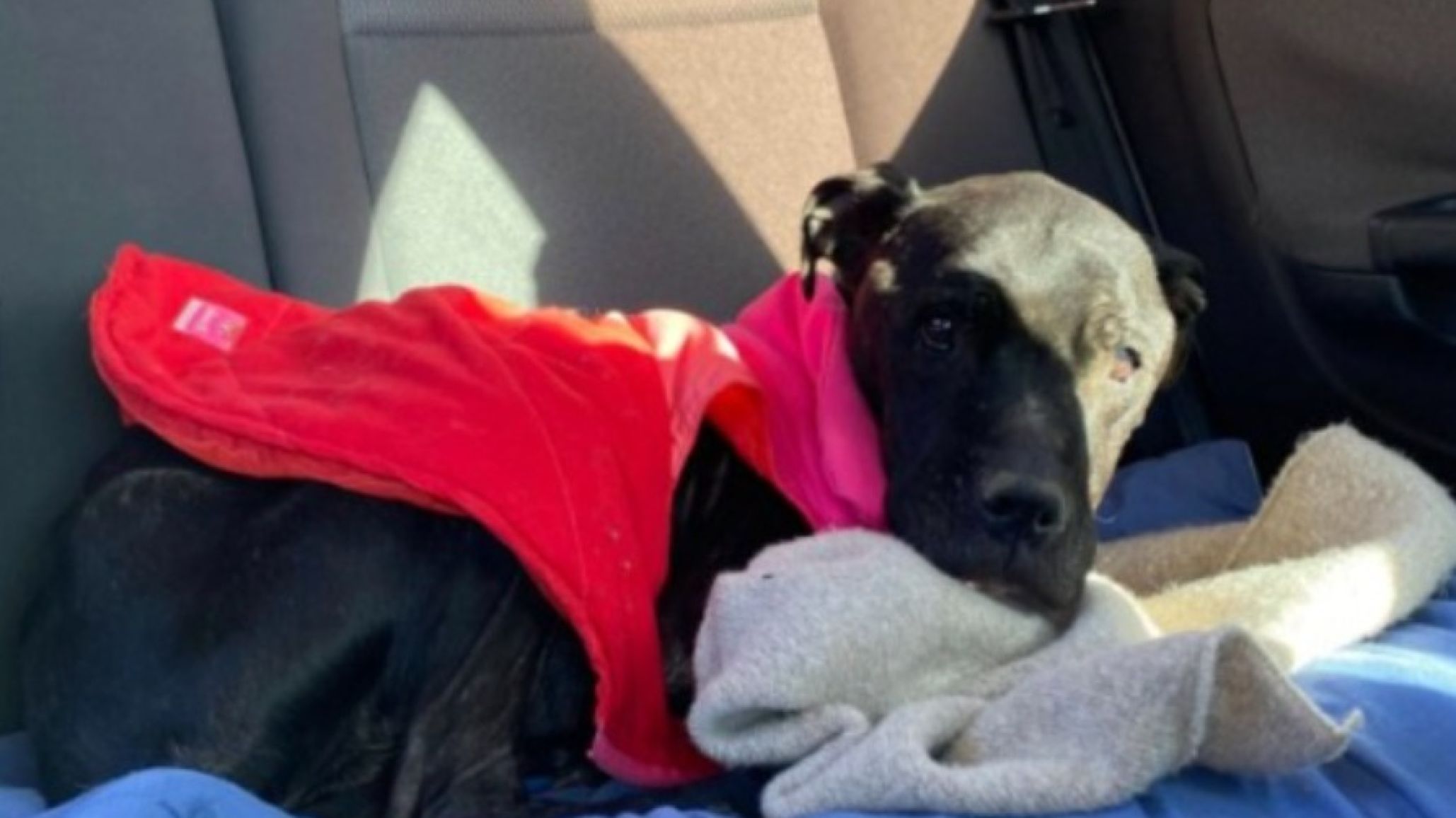 "Salvemos a Pampa": necesitan ayuda urgente para costear análisis y tratamiento de una perrita rescatada