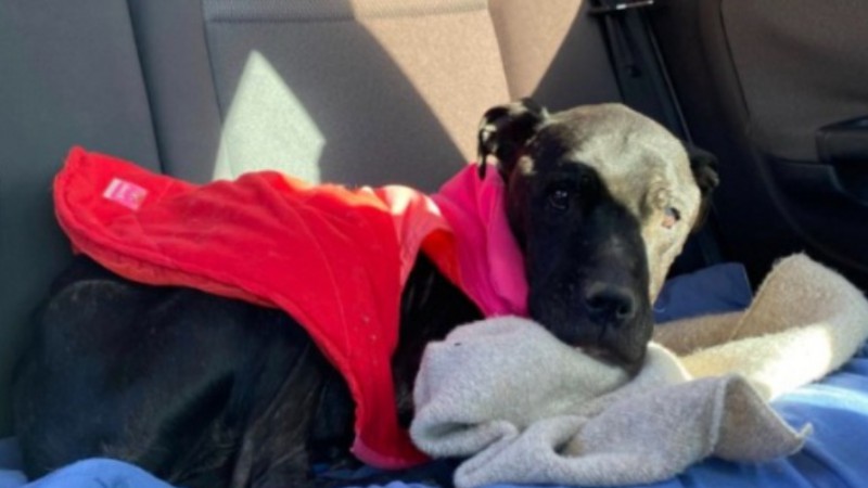 "Salvemos a Pampa": necesitan ayuda urgente para costear análisis y tratamiento de una perrita rescatada