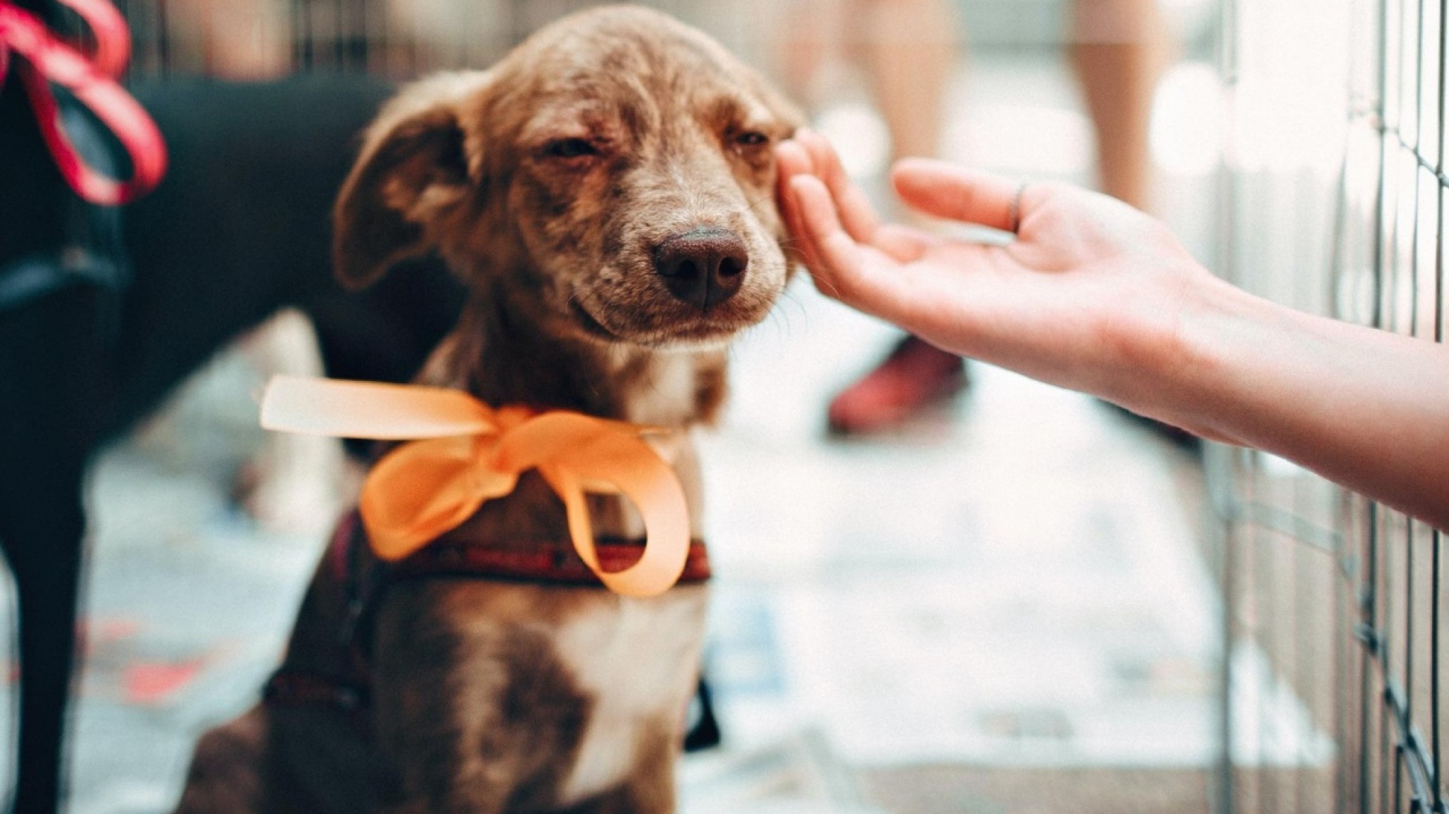 Comodoro: Buscan voluntarios para una jornada de adopción de mascotas